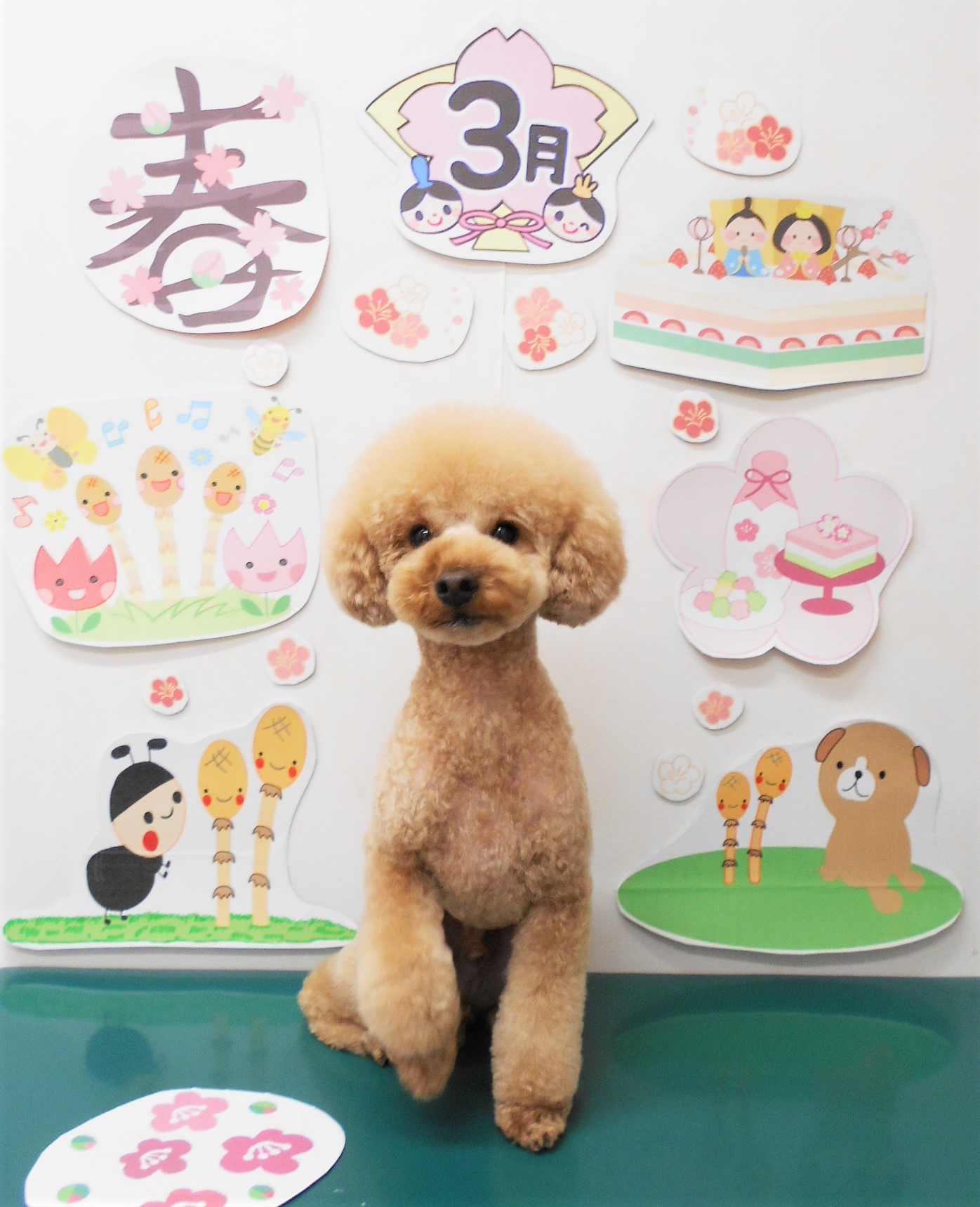 トイプードルのトリミングカット シュシュどうぶつ病院の1枚目
