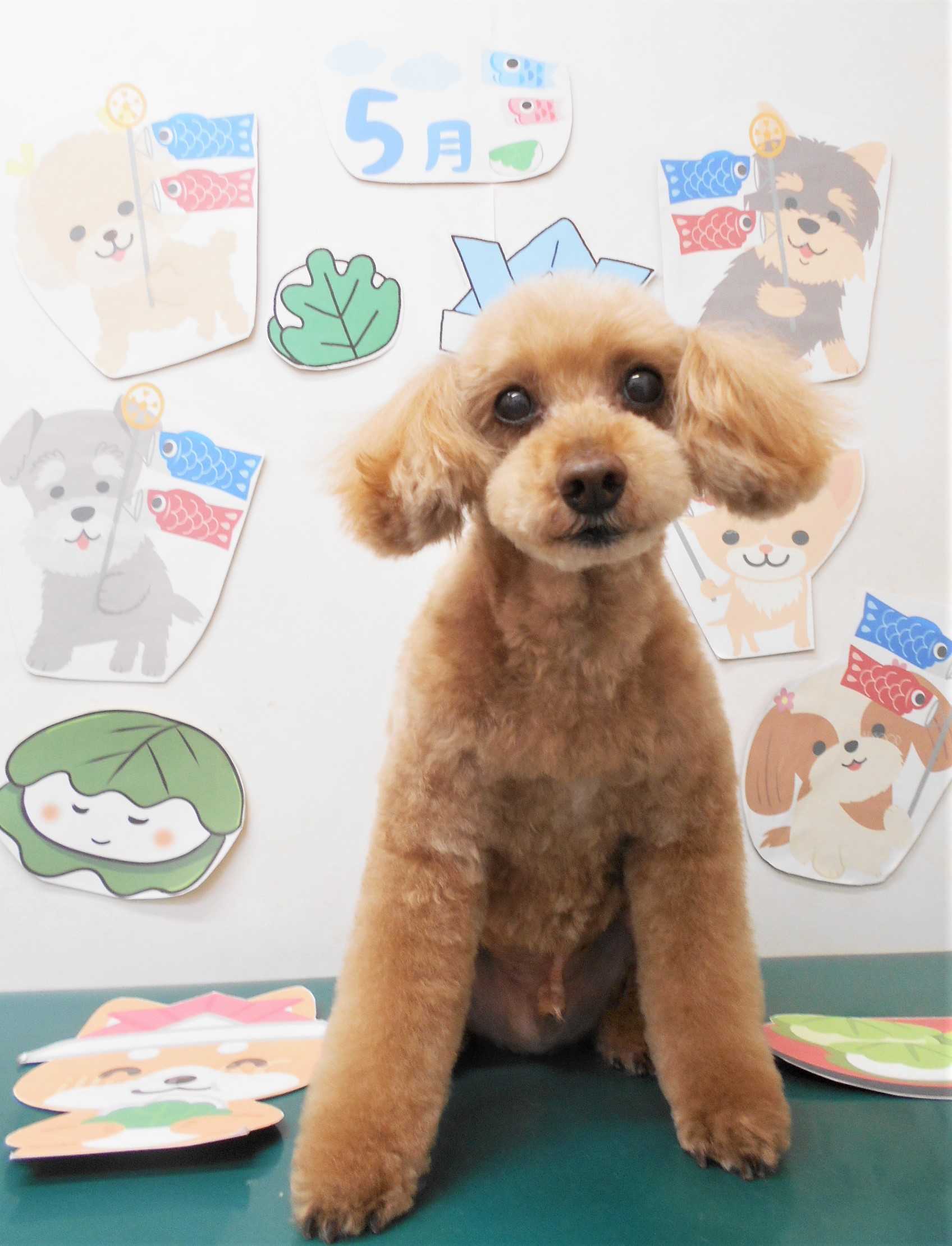 トイプードルのトリミングカット シュシュどうぶつ病院の1枚目