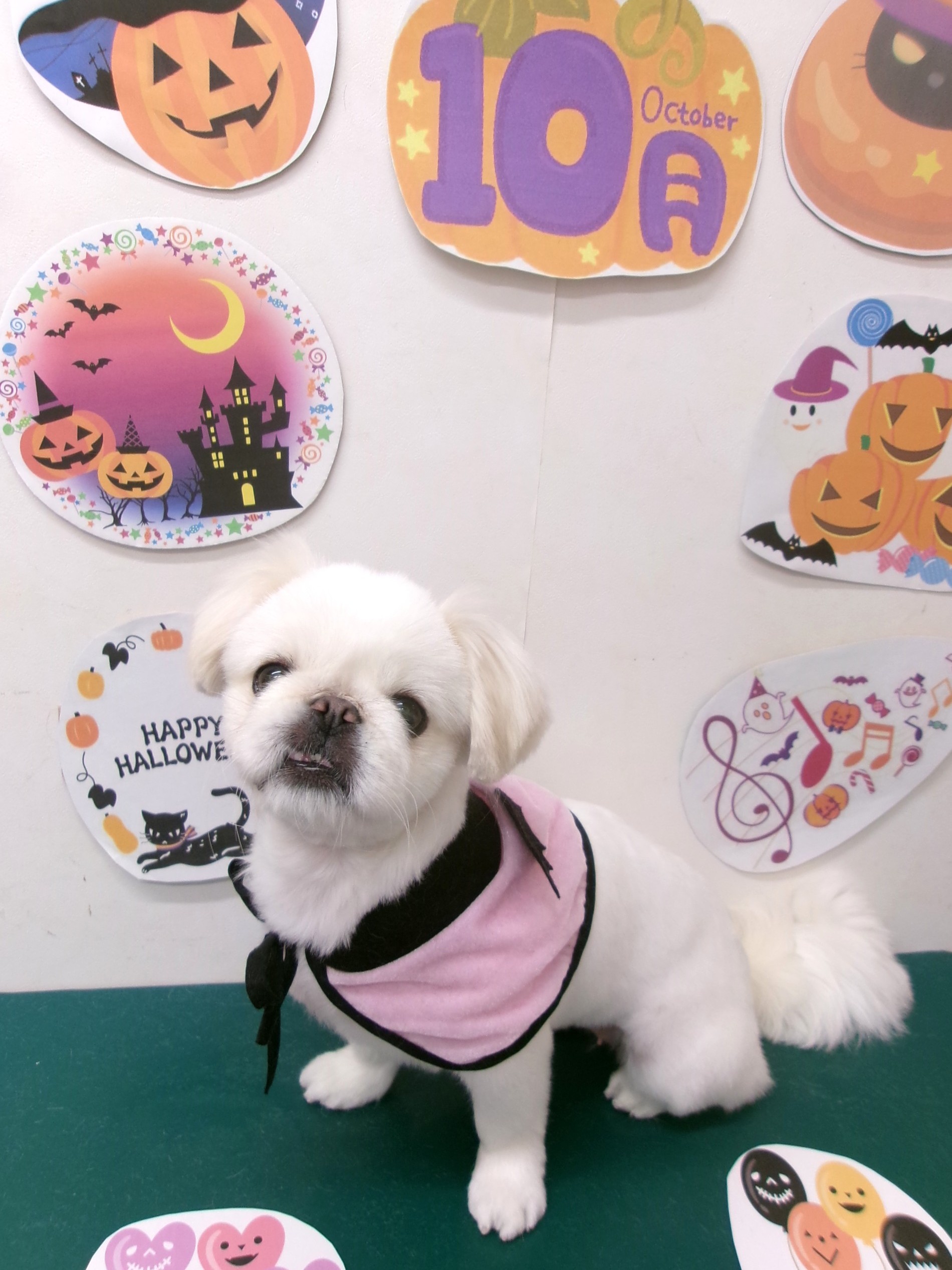 トリミングサロン シュシュどうぶつ病院のトリミングカット-10435の1枚目