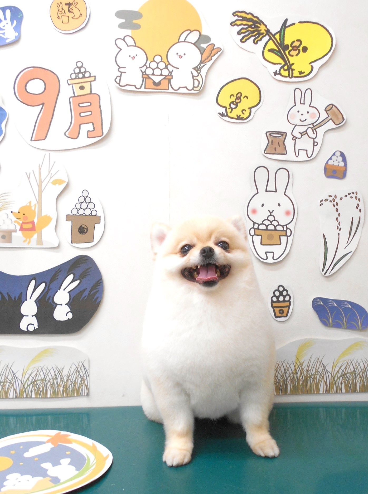 ミックス犬(その他)のトリミングカット シュシュどうぶつ病院の1枚目