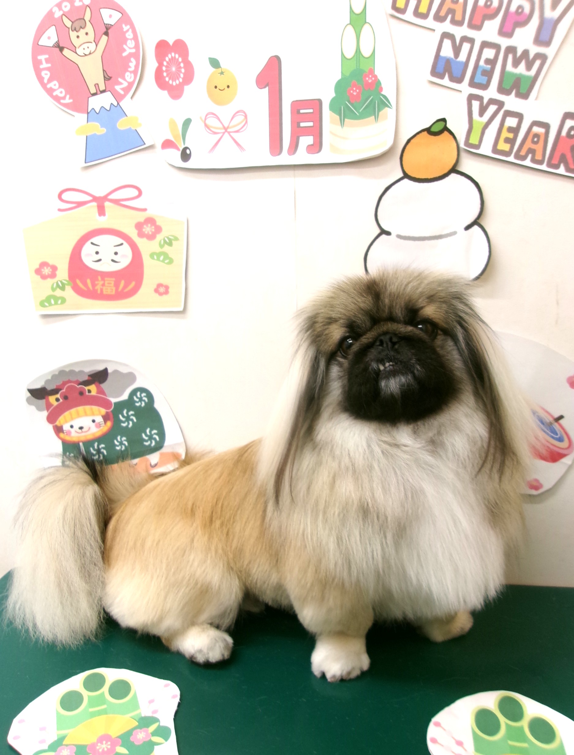 ペキニーズのトリミングカット シュシュどうぶつ病院の1枚目