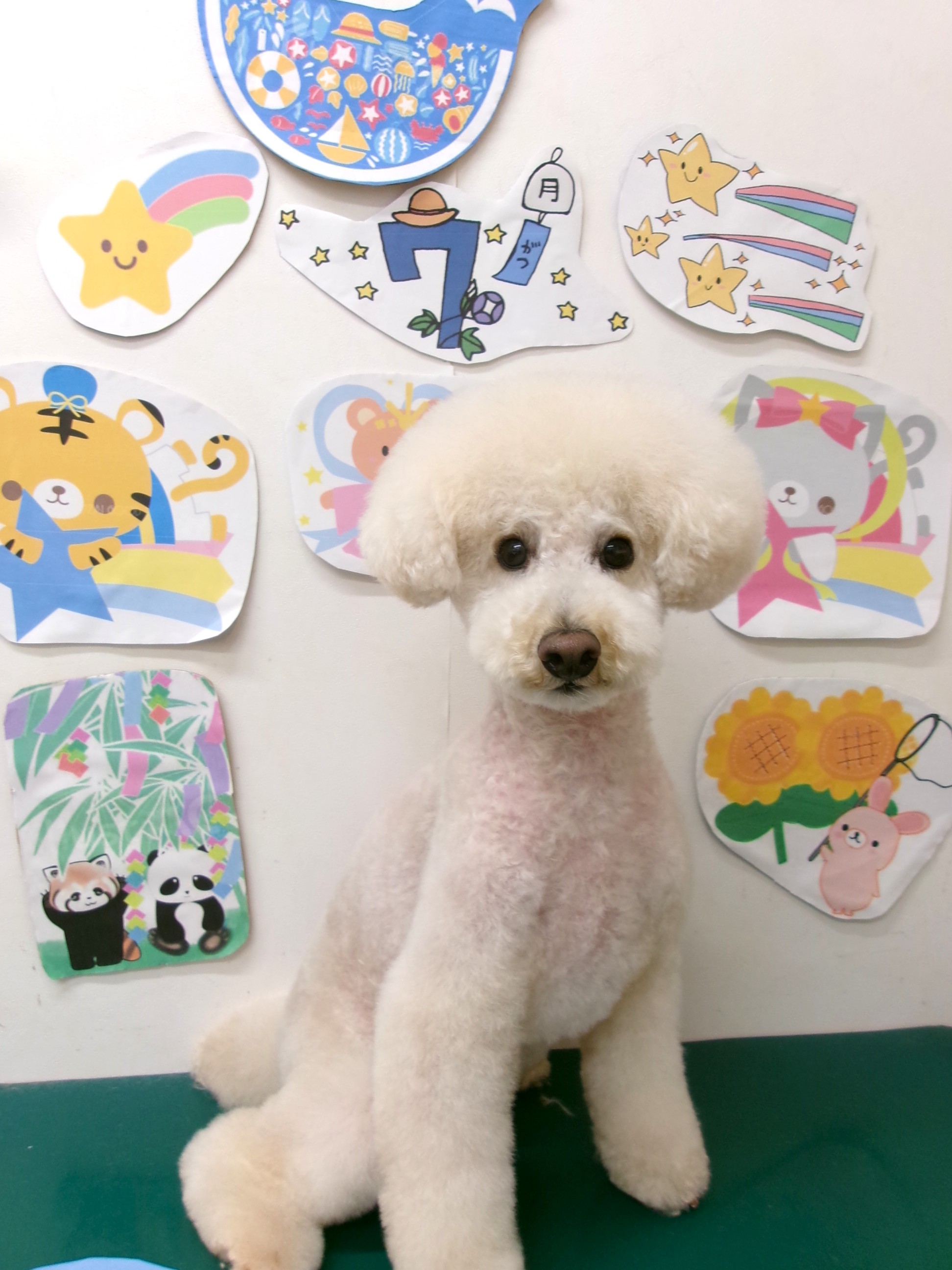 トリミングサロン シュシュどうぶつ病院のトリミングカット-10198の1枚目