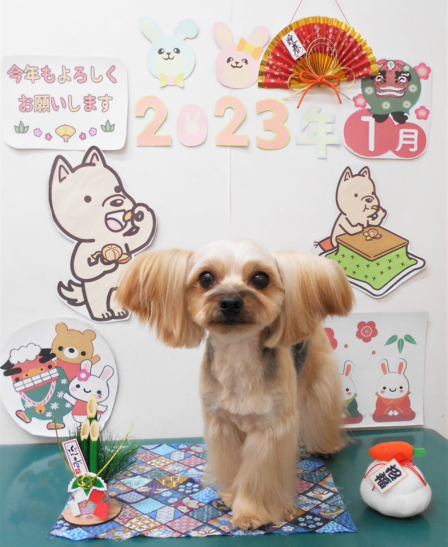ヨークシャーテリアのトリミングカット シュシュどうぶつ病院の1枚目
