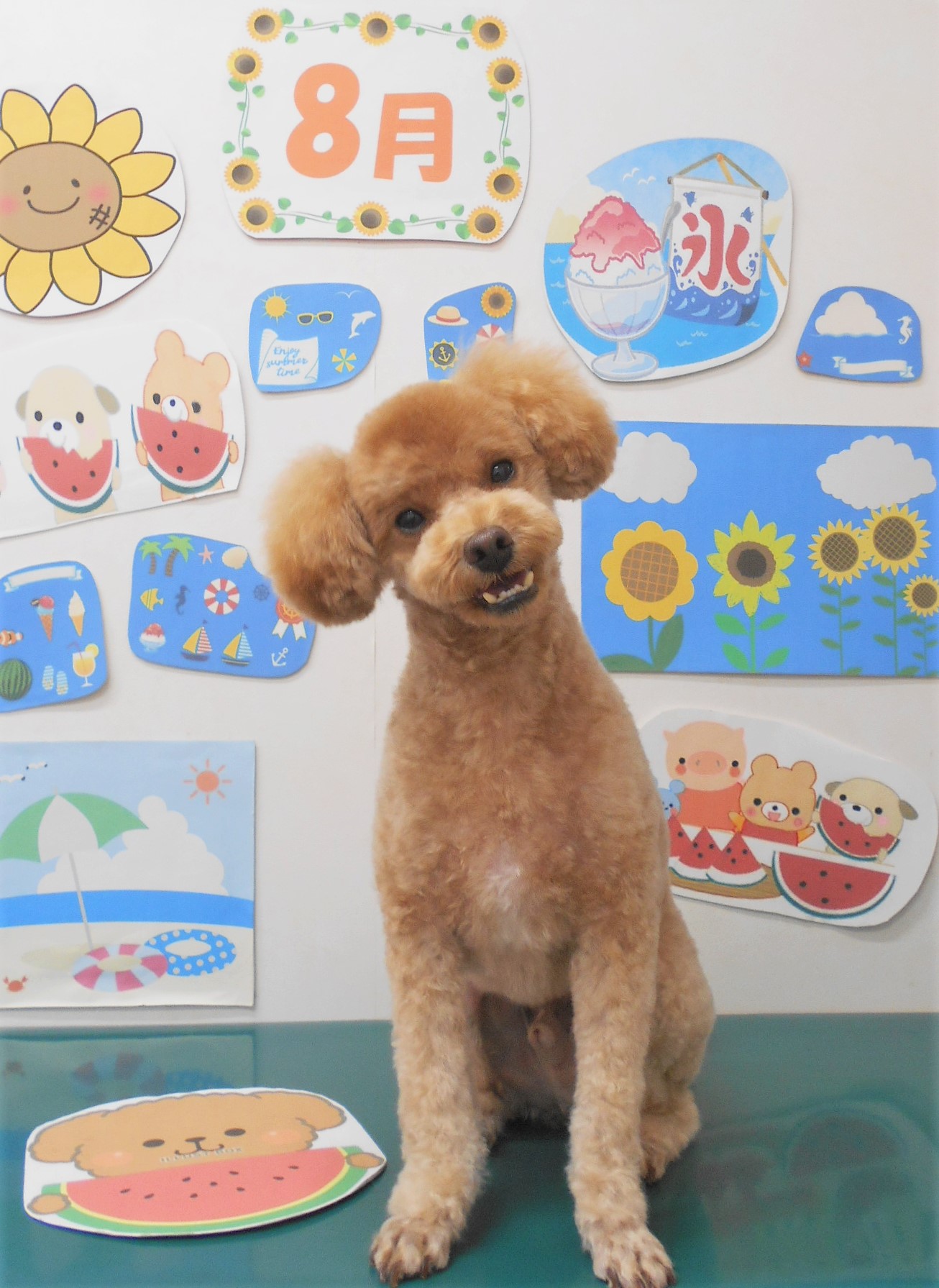 トリミングサロン シュシュどうぶつ病院のトリミングカット-7968の1枚目