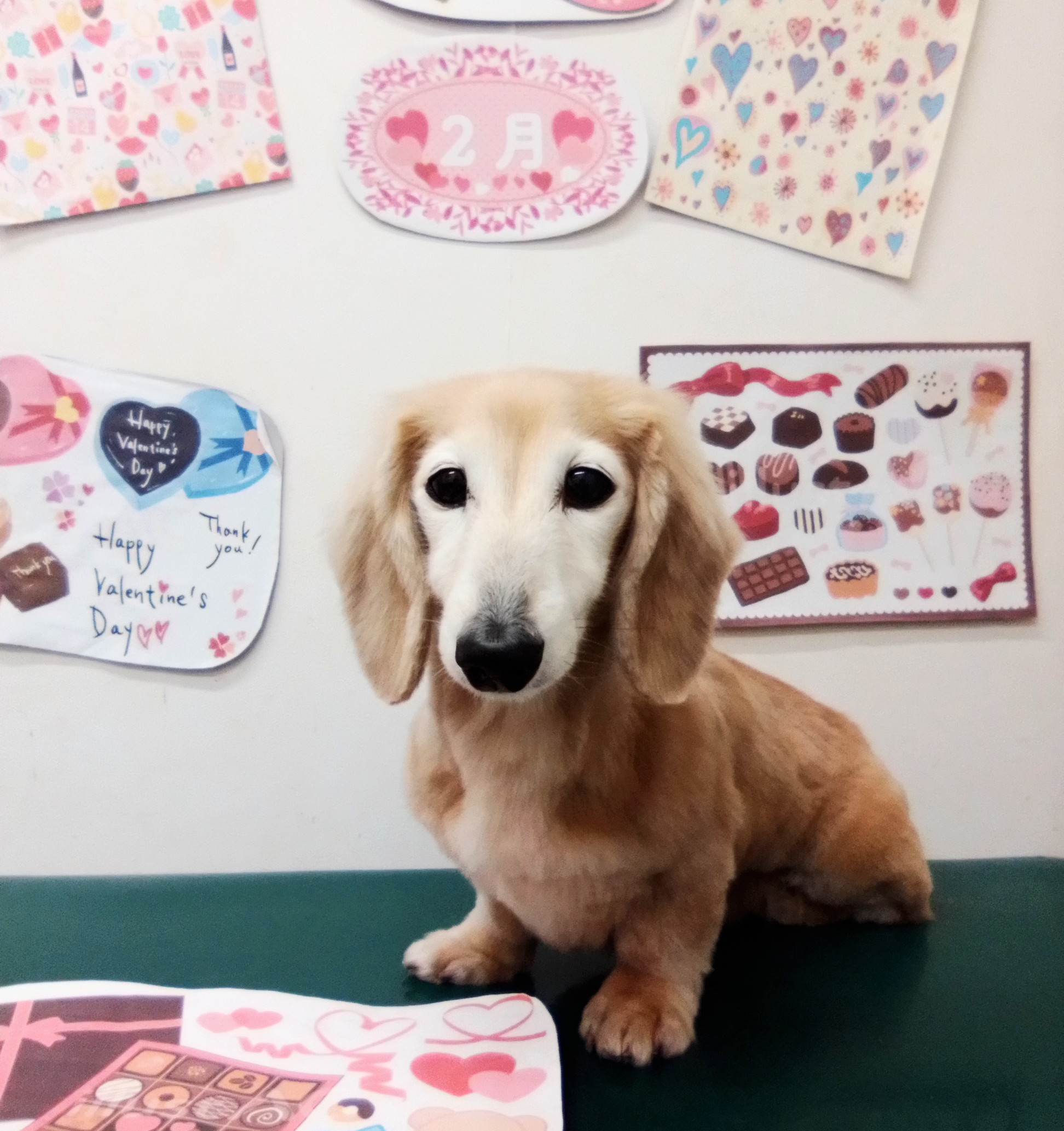 ミニチュアダックスフンドのトリミングカット シュシュどうぶつ病院の1枚目