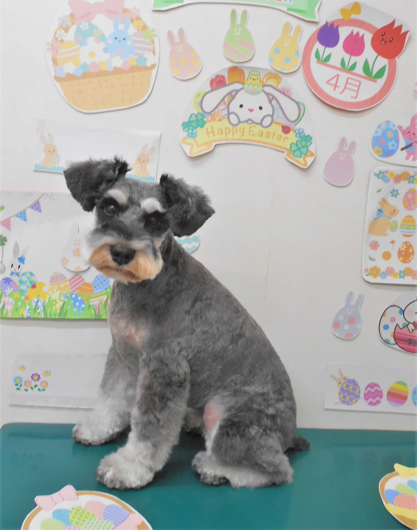 ミニチュアシュナウザーのトリミングカット シュシュどうぶつ病院の1枚目