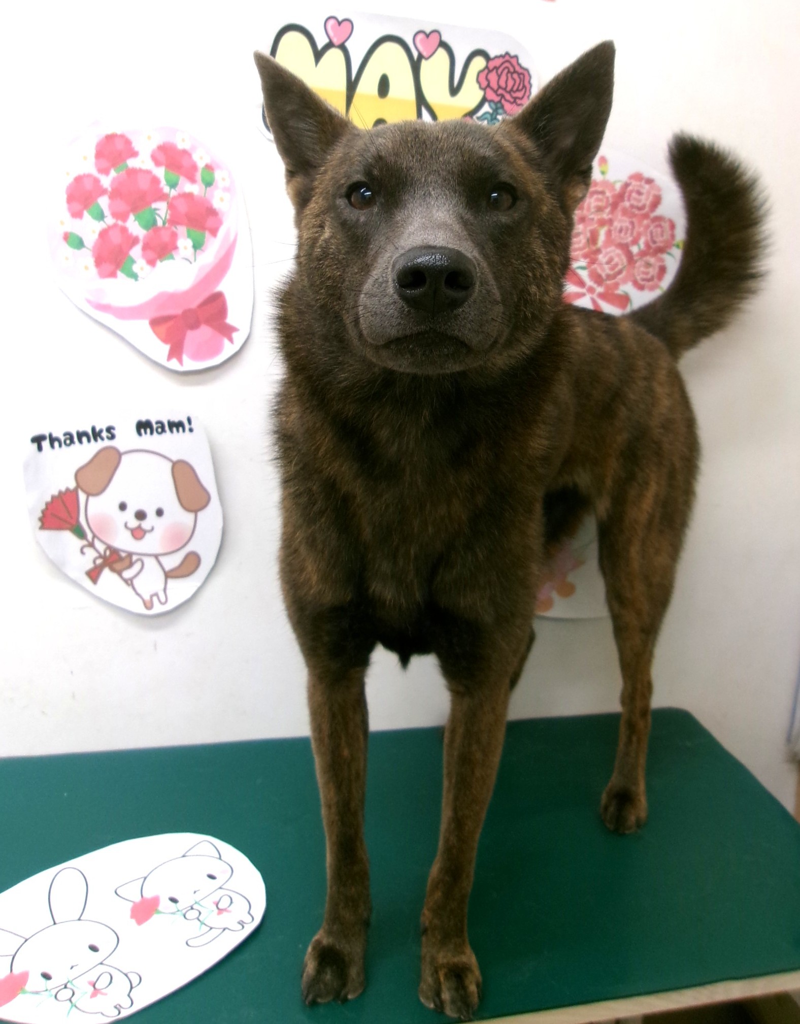 トリミングサロン シュシュどうぶつ病院のトリミングカット-9992の1枚目