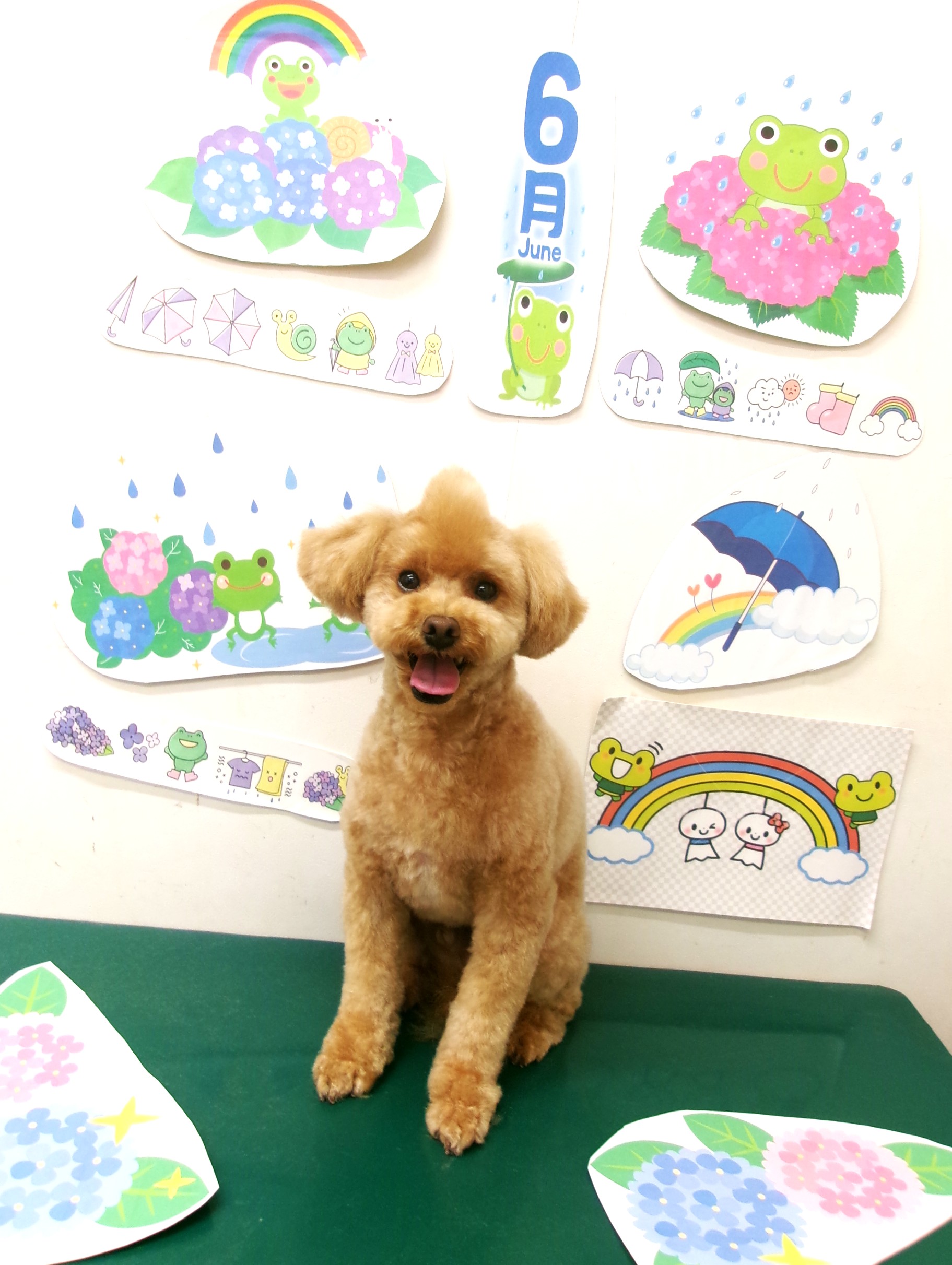 トリミングサロン シュシュどうぶつ病院のトリミングカット-10149の1枚目