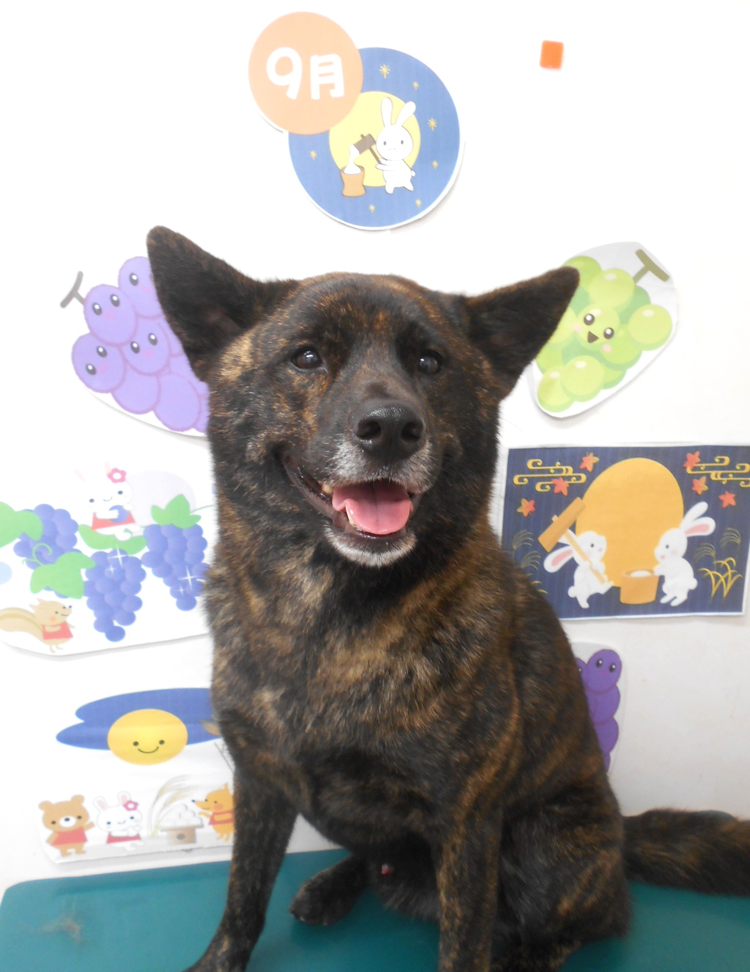 甲斐犬のトリミングカット シュシュどうぶつ病院の1枚目