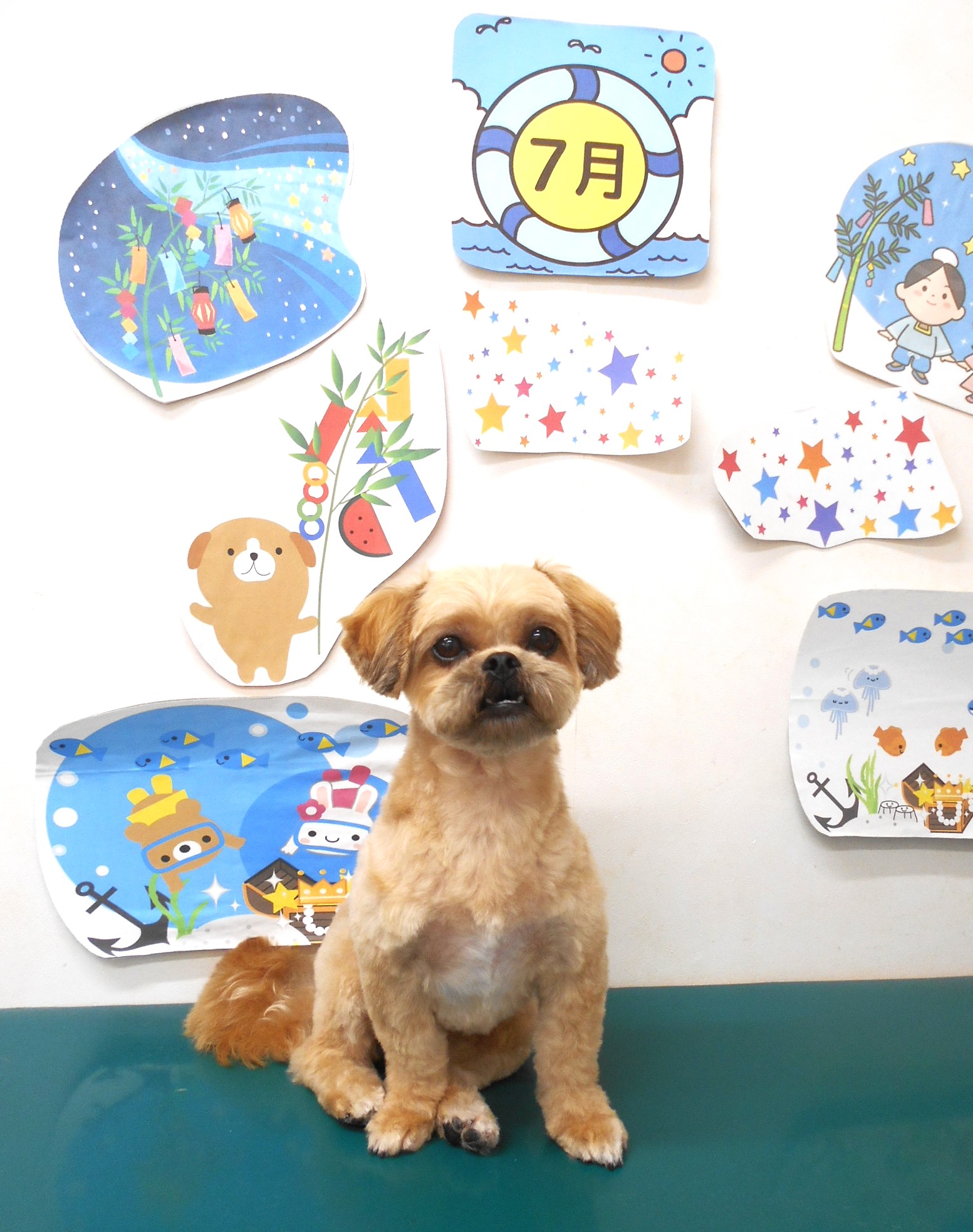 ミックス犬(その他)のトリミングカット シュシュどうぶつ病院の1枚目