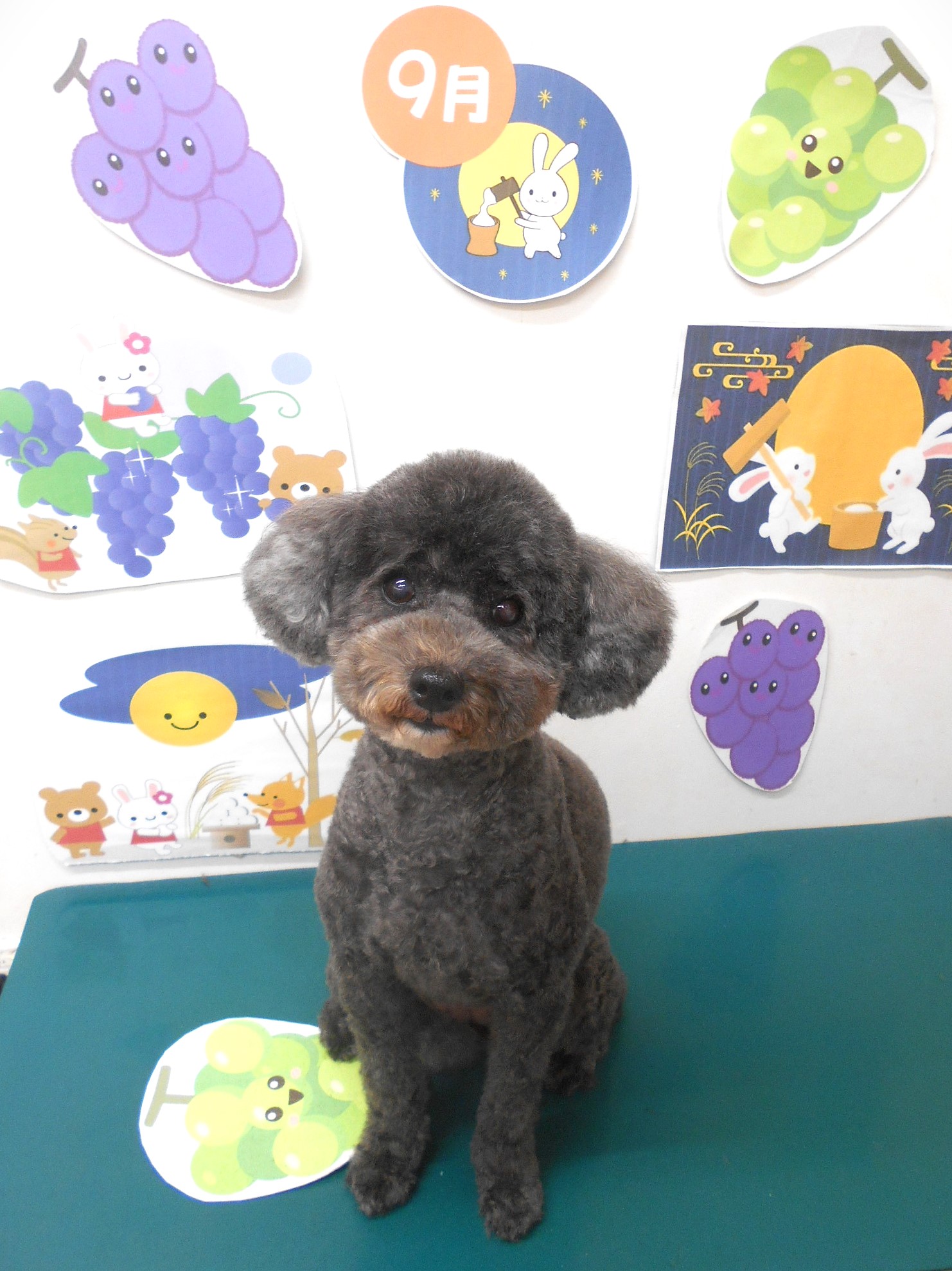 トイプードルのトリミングカット シュシュどうぶつ病院の1枚目