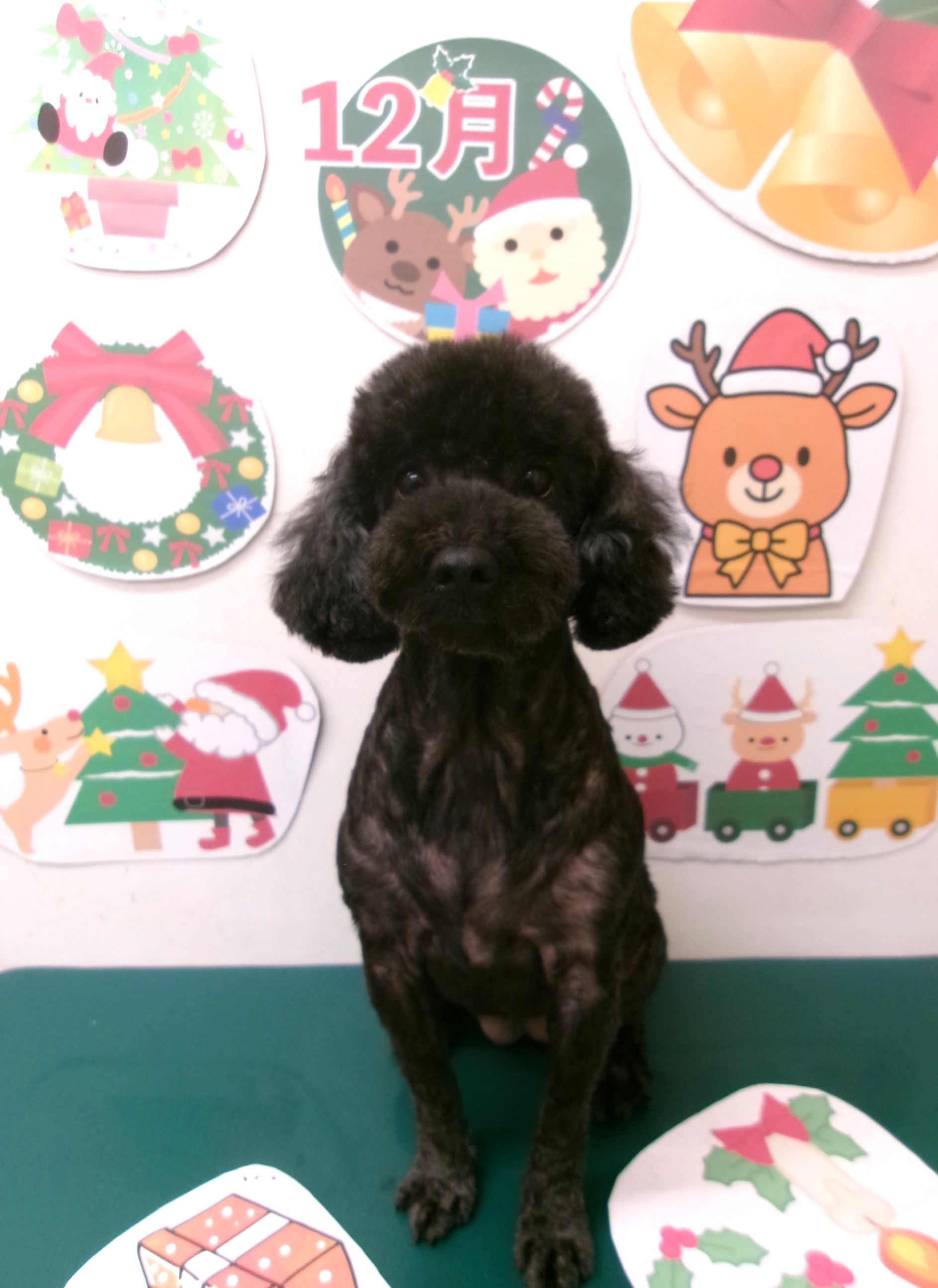 トイプードルのトリミングカット シュシュどうぶつ病院の1枚目