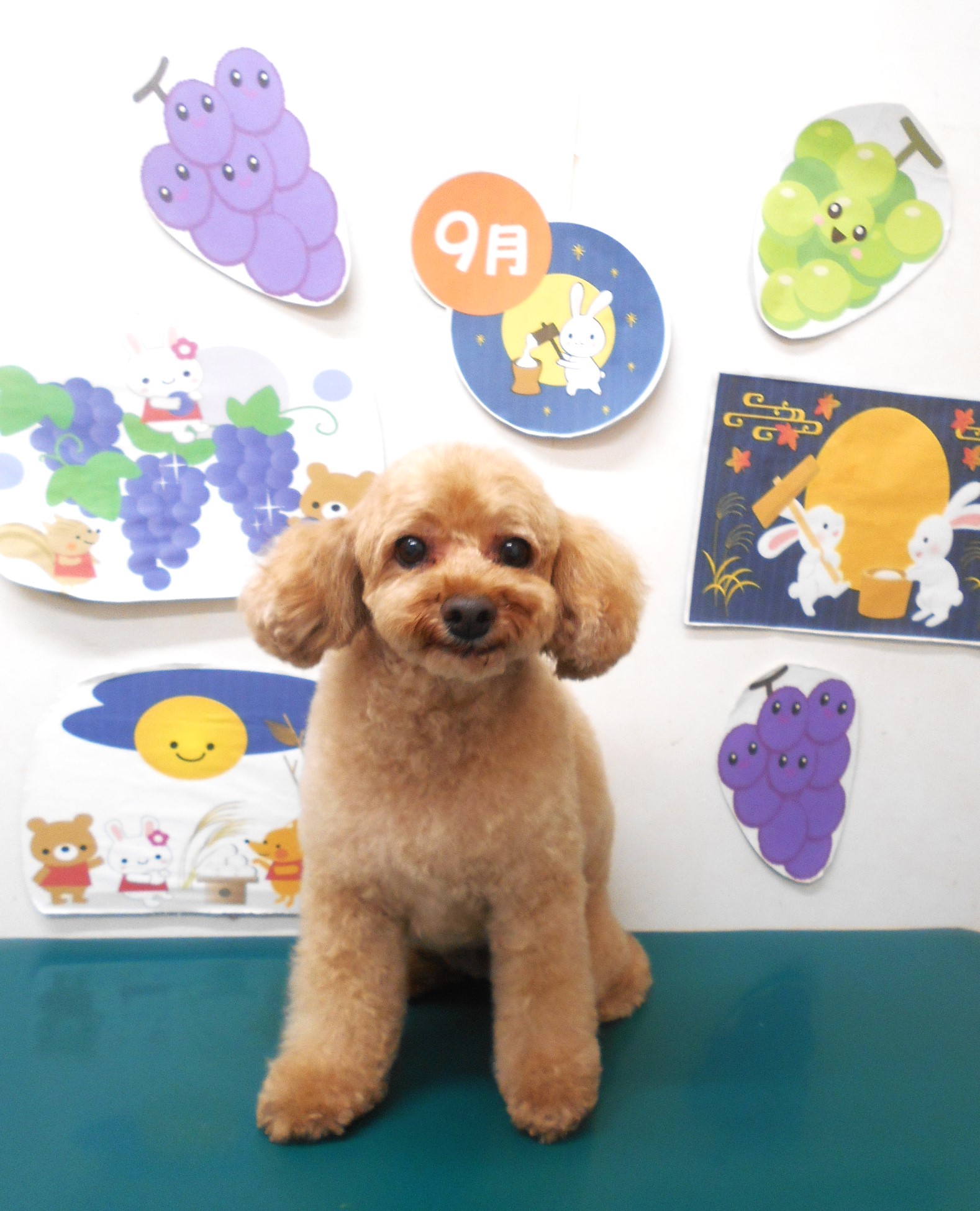 トイプードルのトリミングカット シュシュどうぶつ病院の1枚目