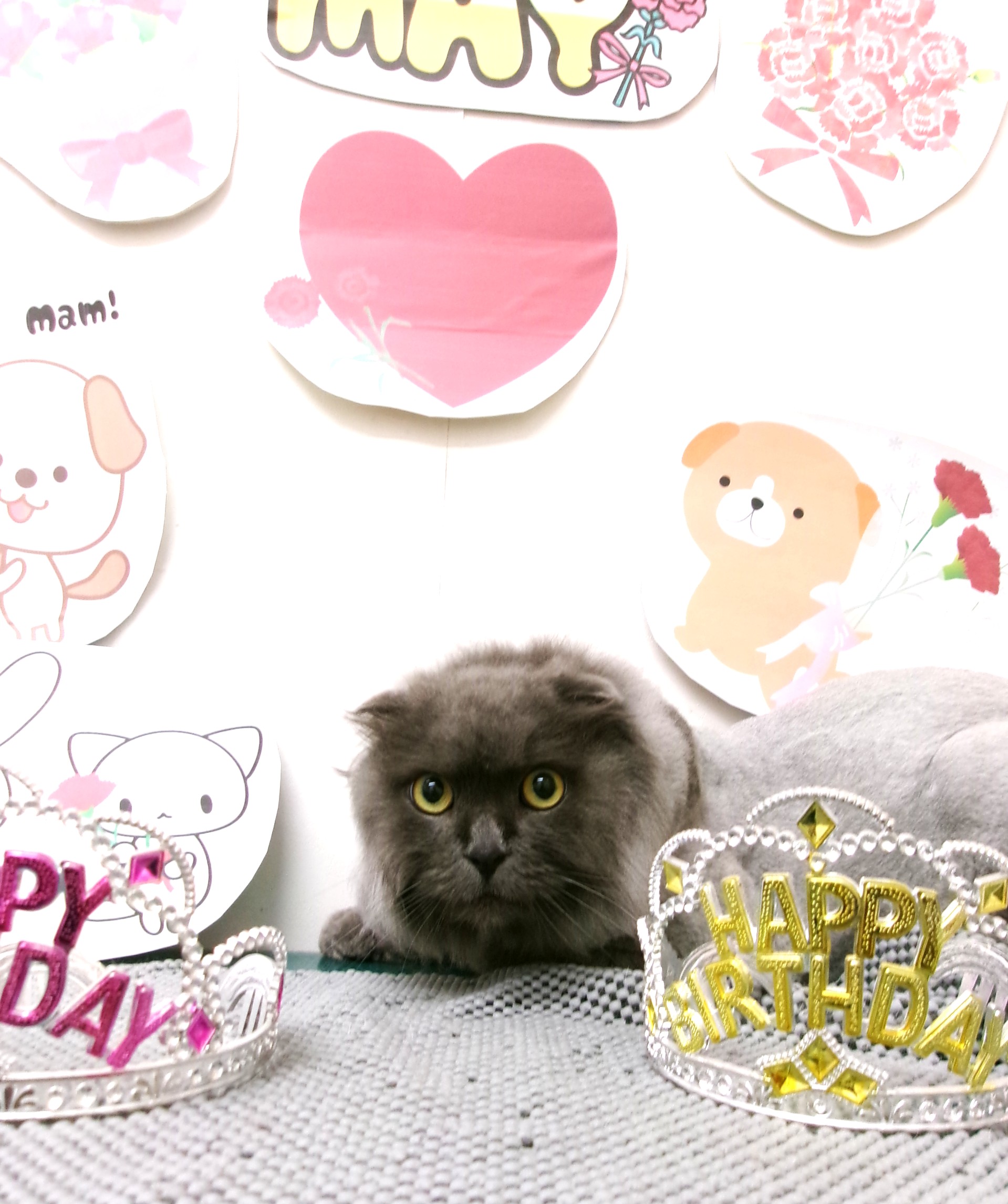 トリミングサロン シュシュどうぶつ病院のトリミングカット-10012の1枚目