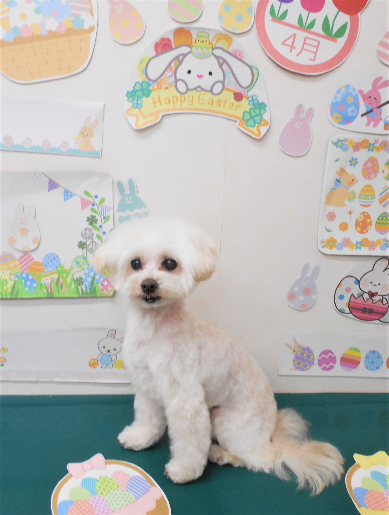 ミックス犬(その他)のトリミングカット シュシュどうぶつ病院の1枚目