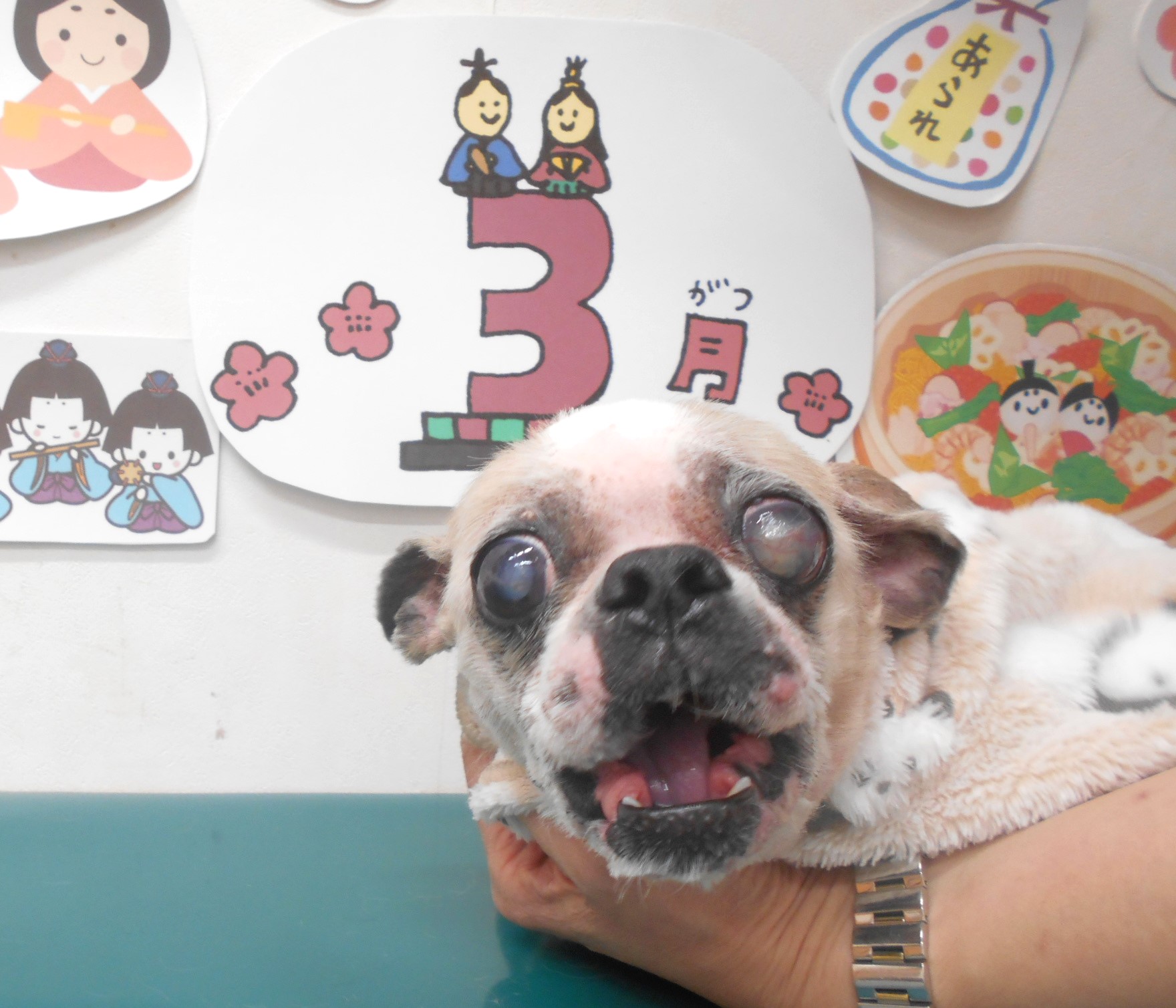 シーズーのトリミングカット シュシュどうぶつ病院の1枚目