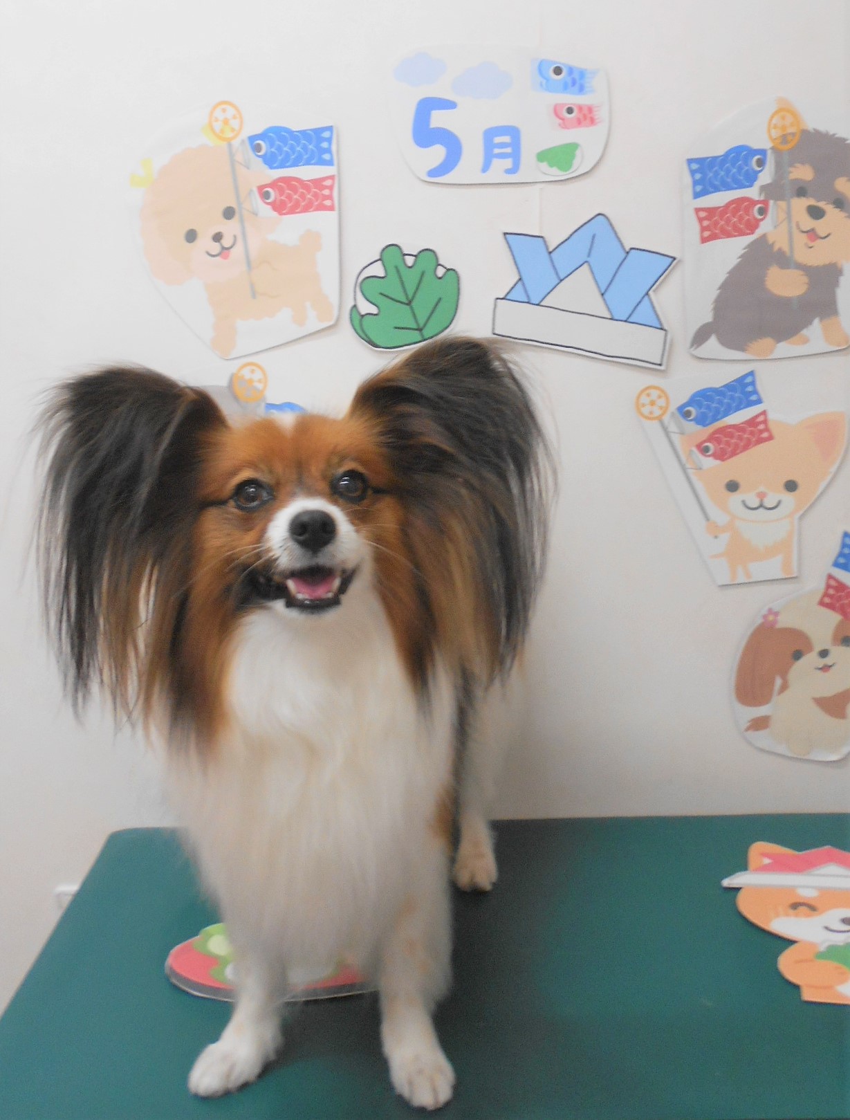 パピヨンのトリミングカット シュシュどうぶつ病院の1枚目