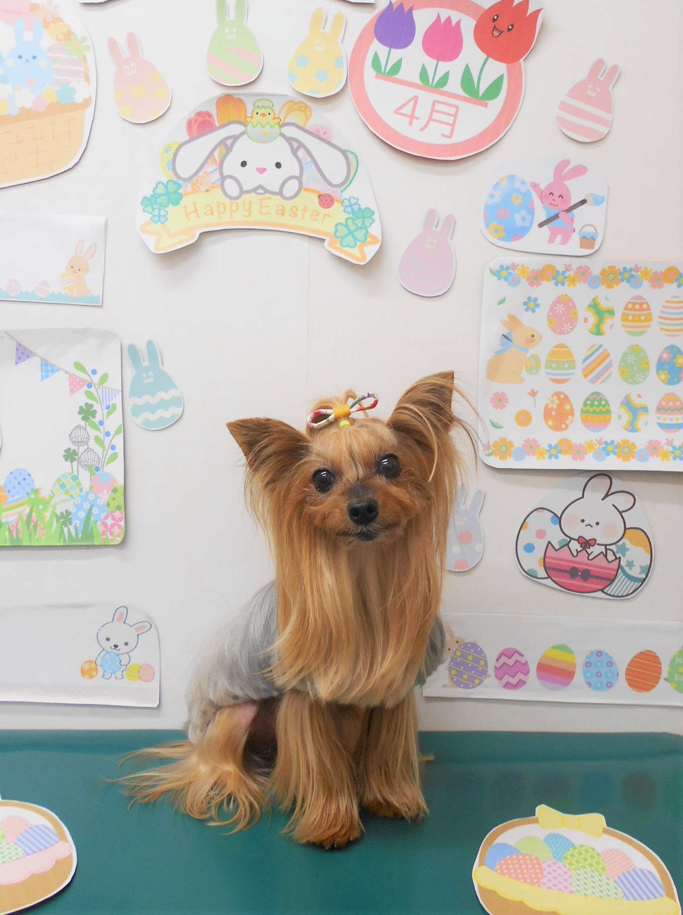 ヨークシャーテリアのトリミングカット シュシュどうぶつ病院の1枚目