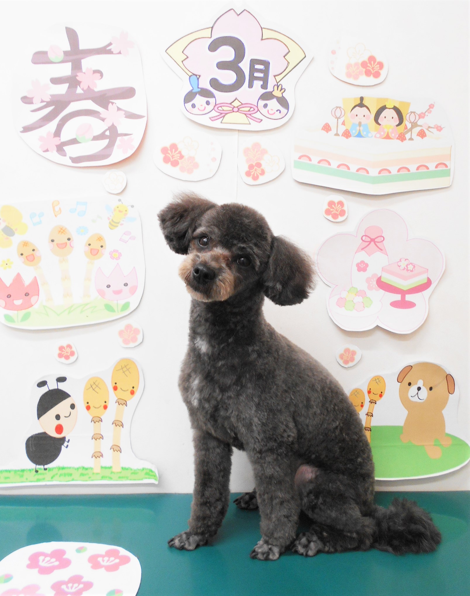 ミックス犬(その他)のトリミングカット シュシュどうぶつ病院の1枚目