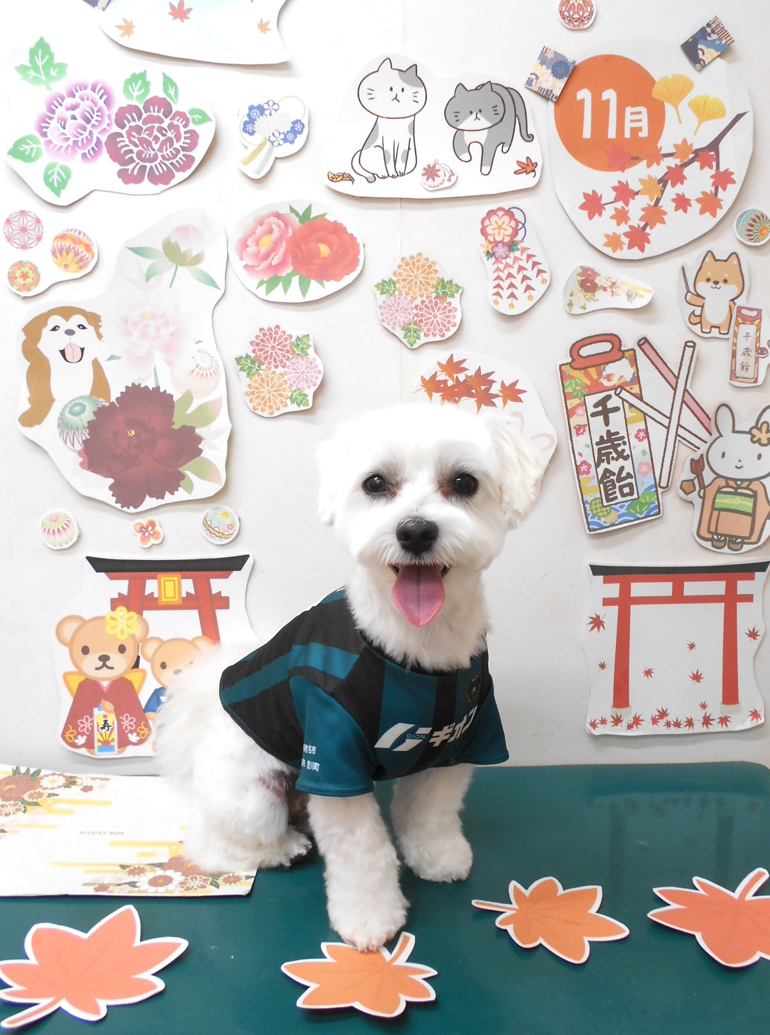 マルチーズのトリミングカット シュシュどうぶつ病院の1枚目