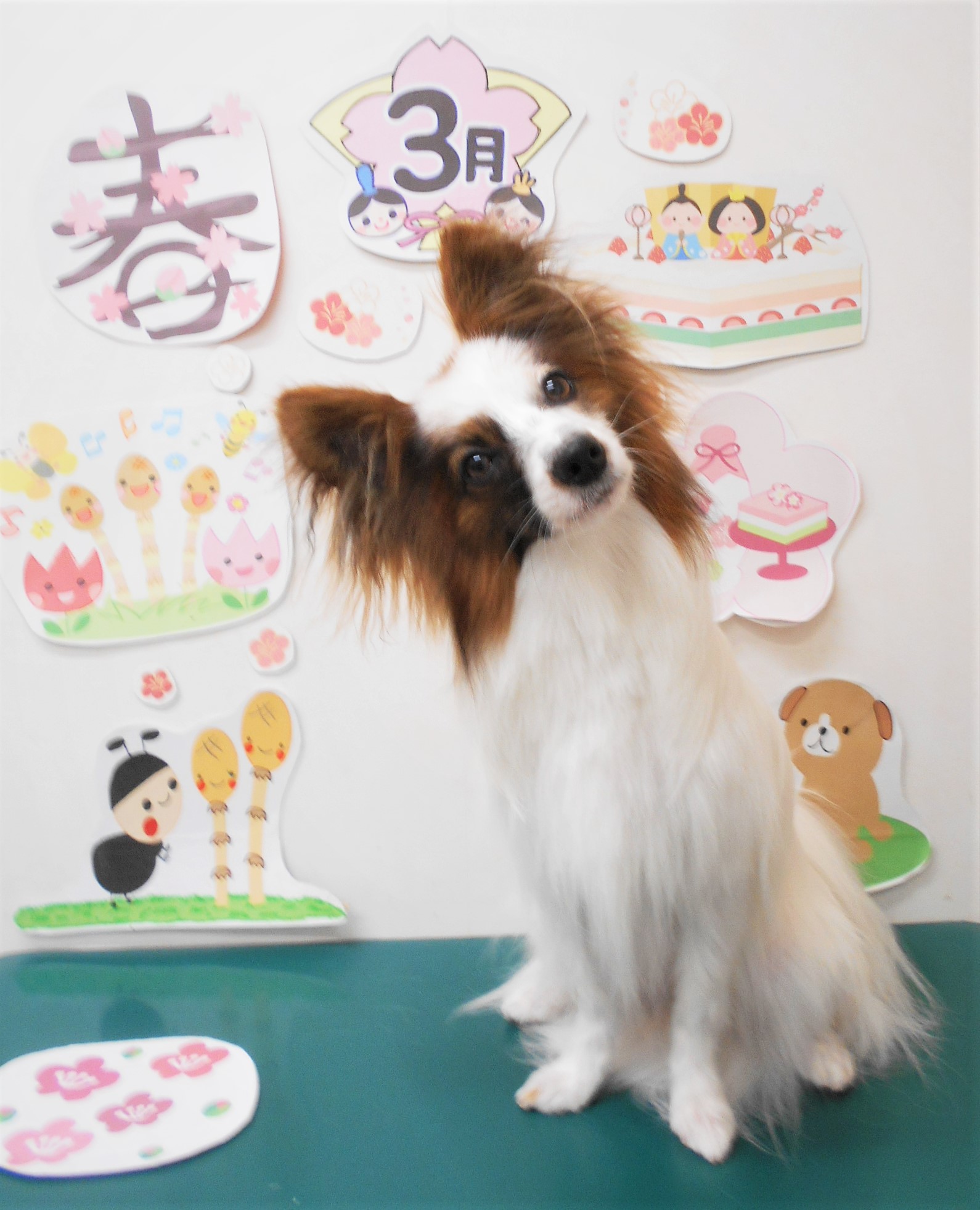 ミックス犬(その他)のトリミングカット シュシュどうぶつ病院の1枚目