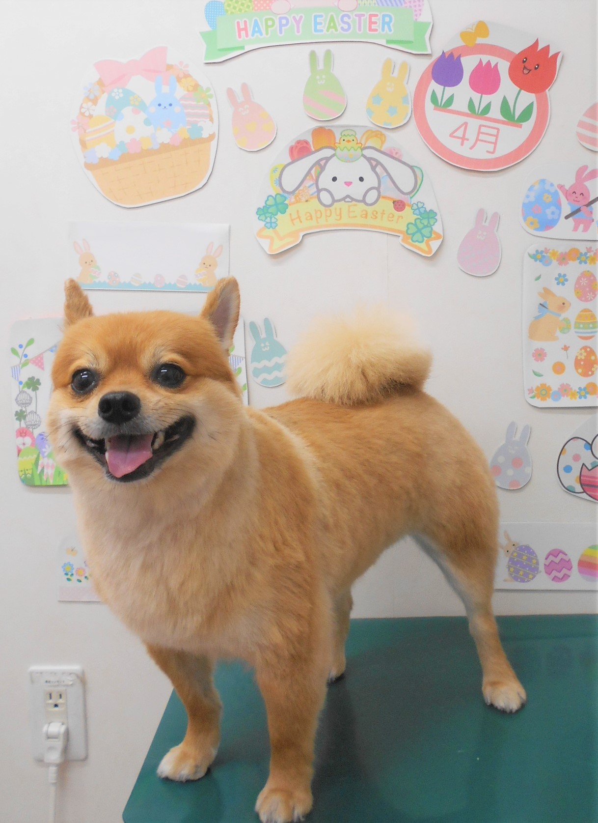 ミックス犬(その他)のトリミングカット シュシュどうぶつ病院の1枚目