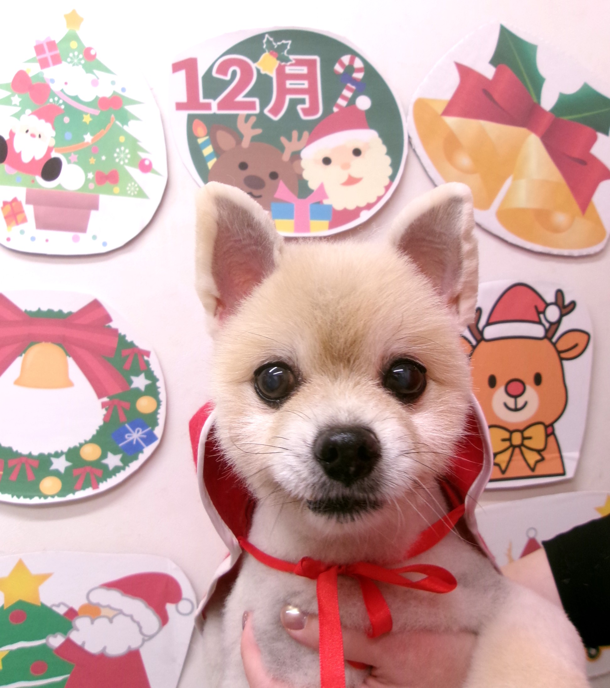 カット例 - シュシュどうぶつ病院