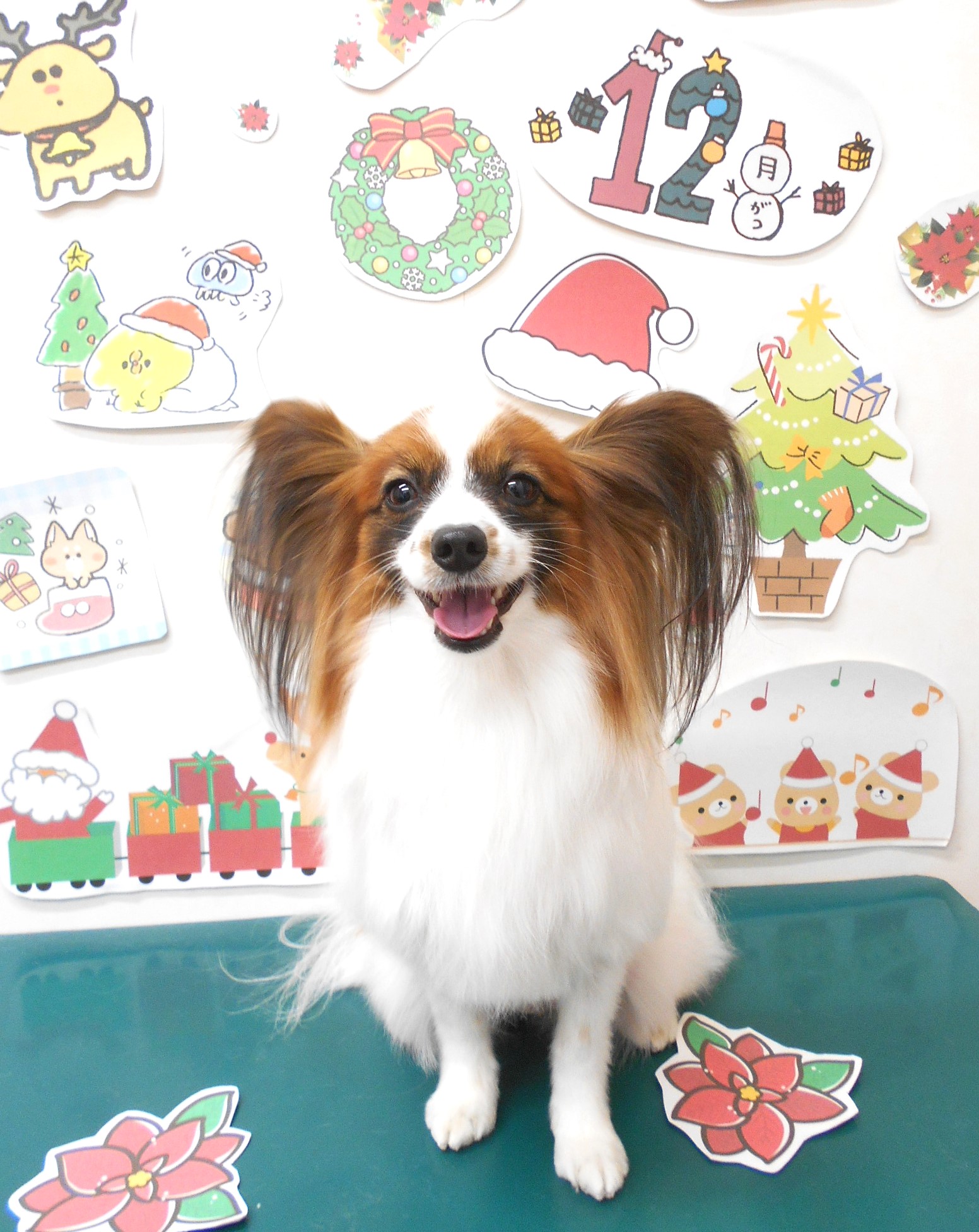パピヨンのトリミングカット シュシュどうぶつ病院の1枚目