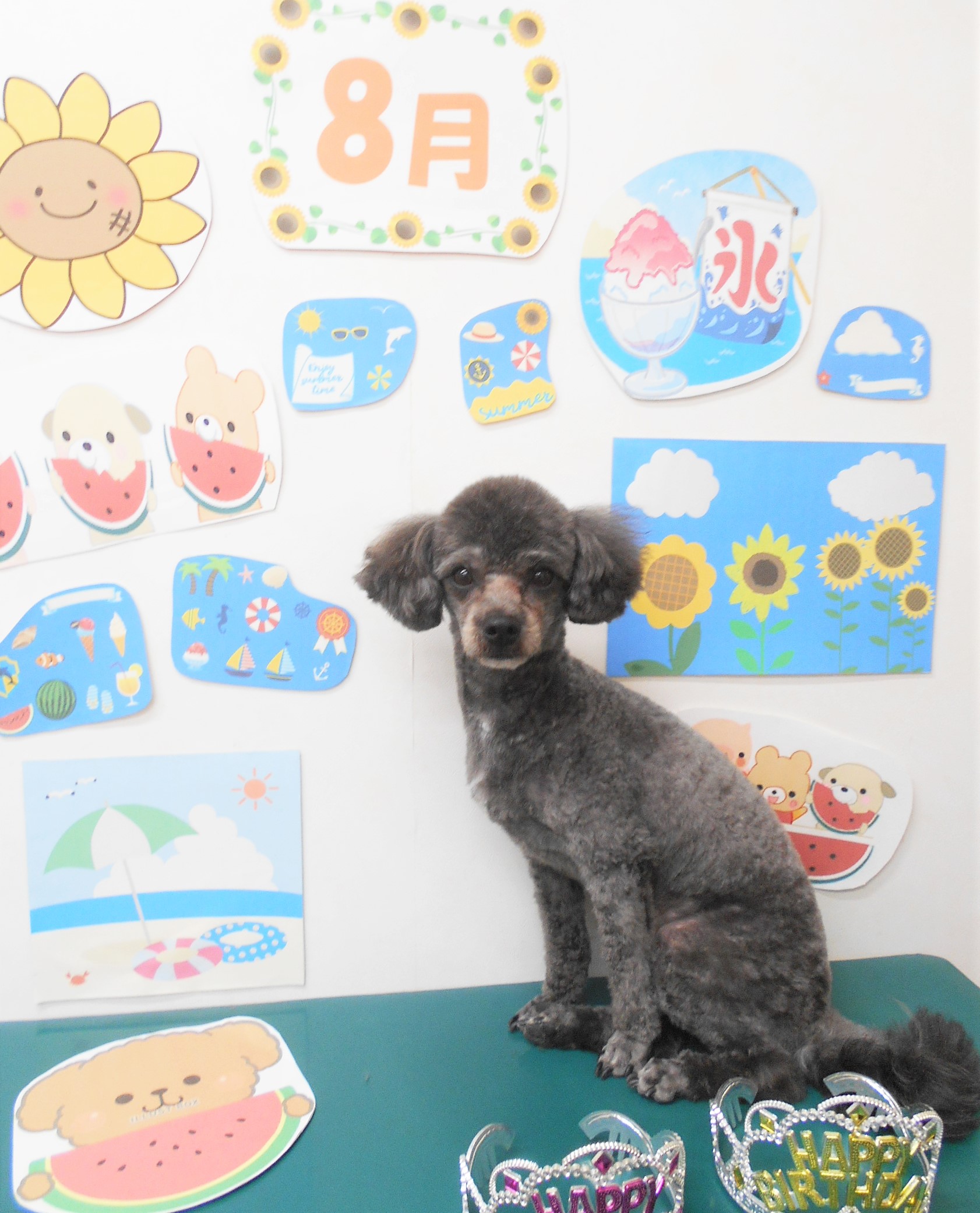 ミックス犬(その他)のトリミングカット シュシュどうぶつ病院の1枚目