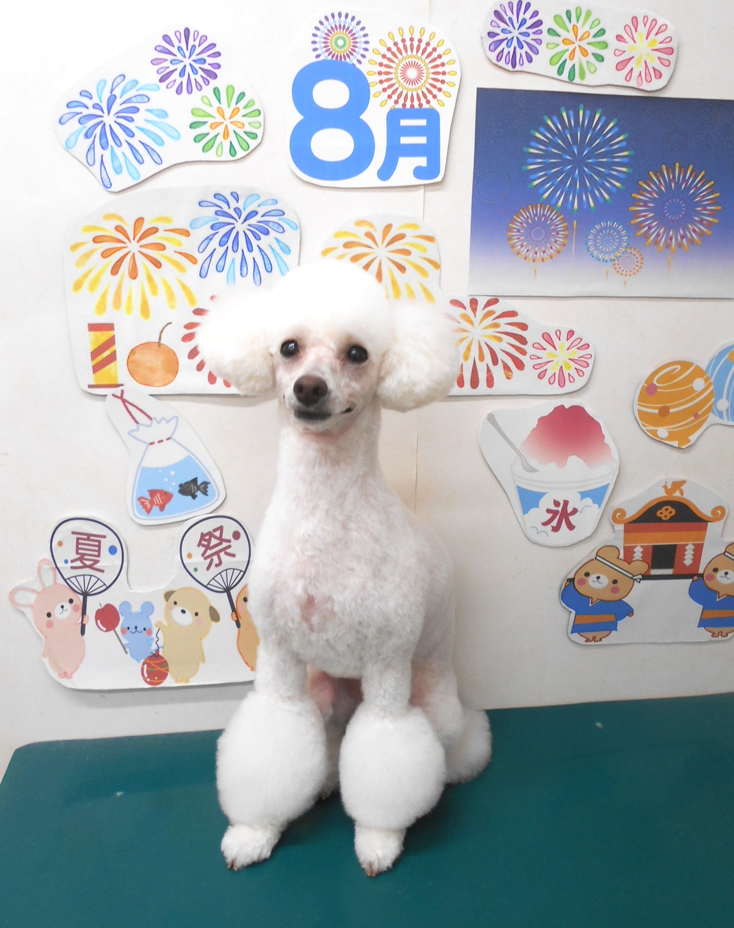 トイプードルのトリミングカット シュシュどうぶつ病院の1枚目
