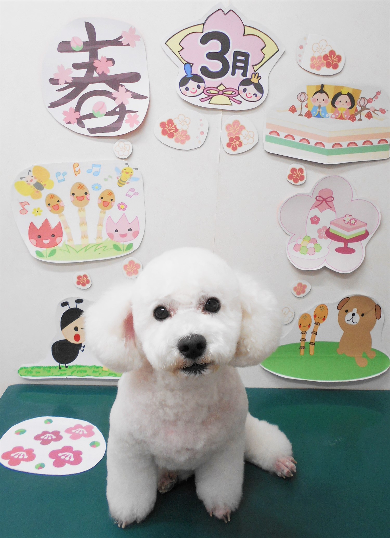 トイプードルのトリミングカット シュシュどうぶつ病院の1枚目