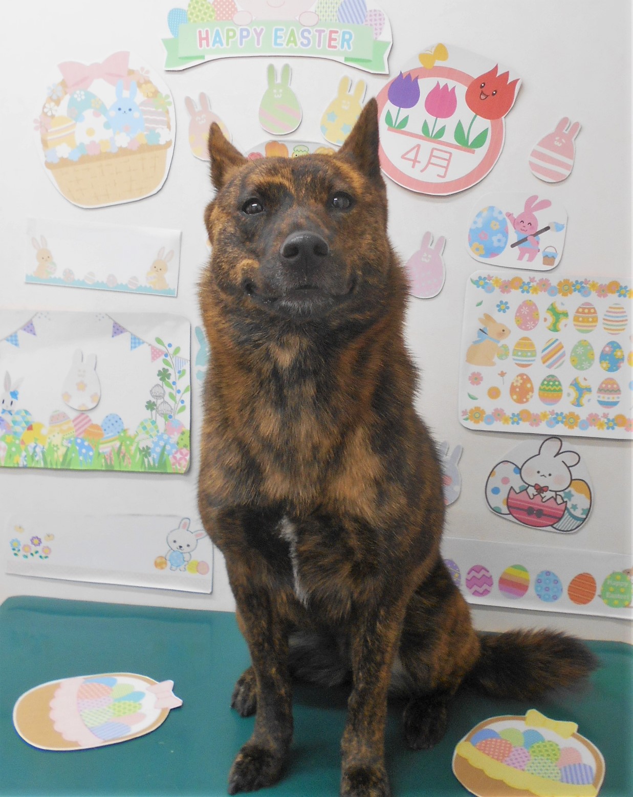 甲斐犬のトリミングカット シュシュどうぶつ病院の1枚目