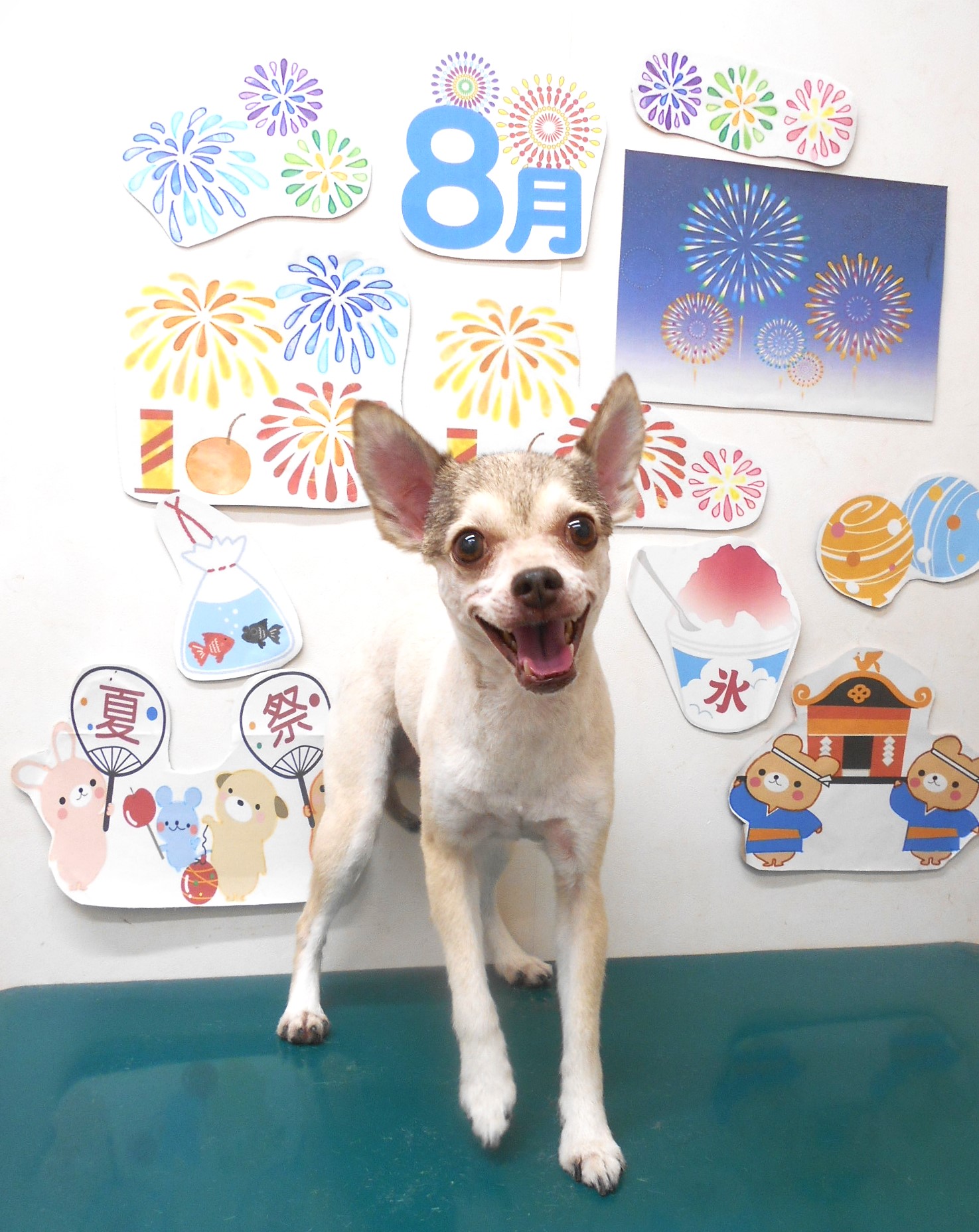 ミックス犬(その他)のトリミングカット シュシュどうぶつ病院の1枚目