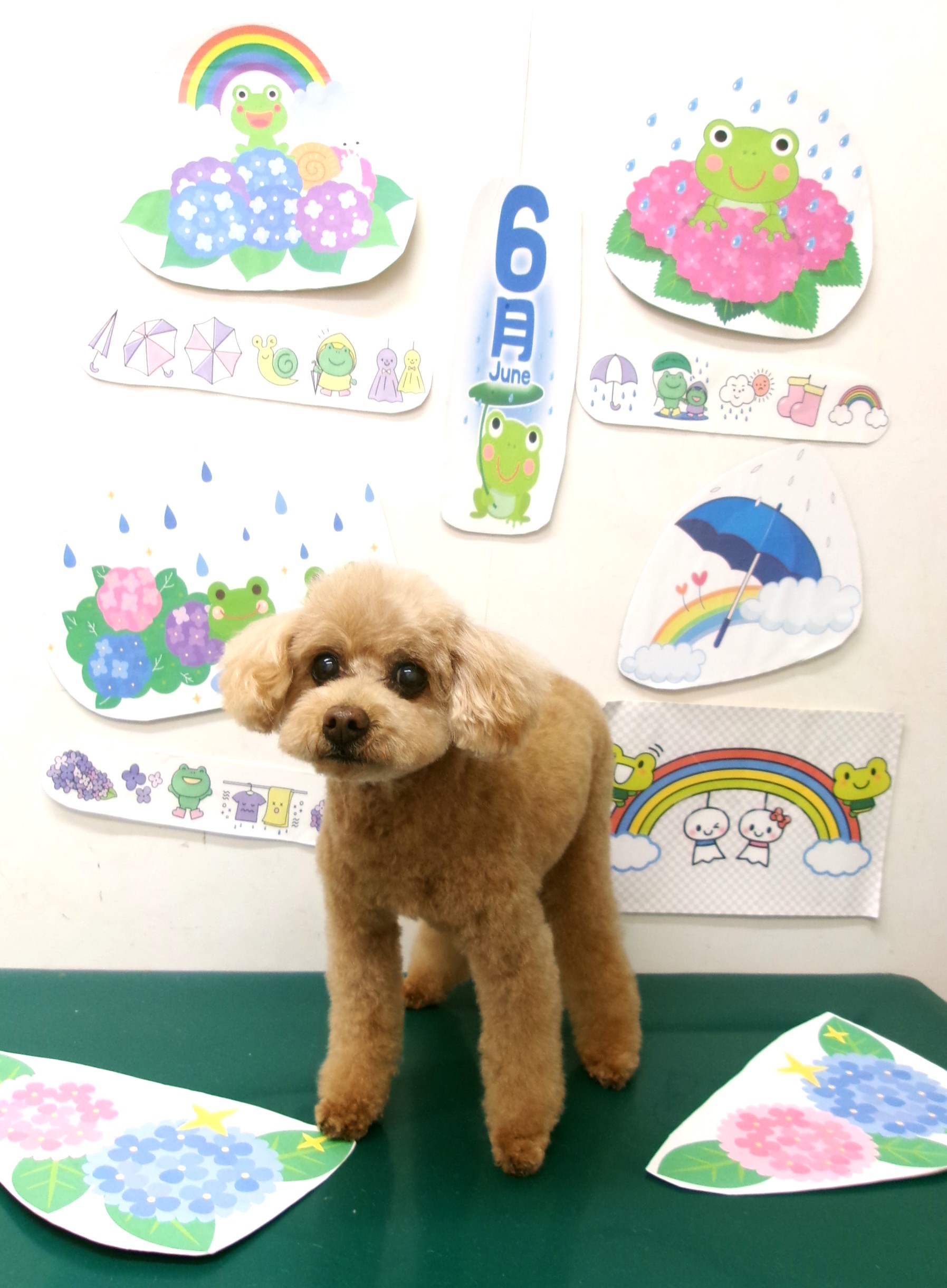トリミングサロン シュシュどうぶつ病院のトリミングカット-10155の1枚目