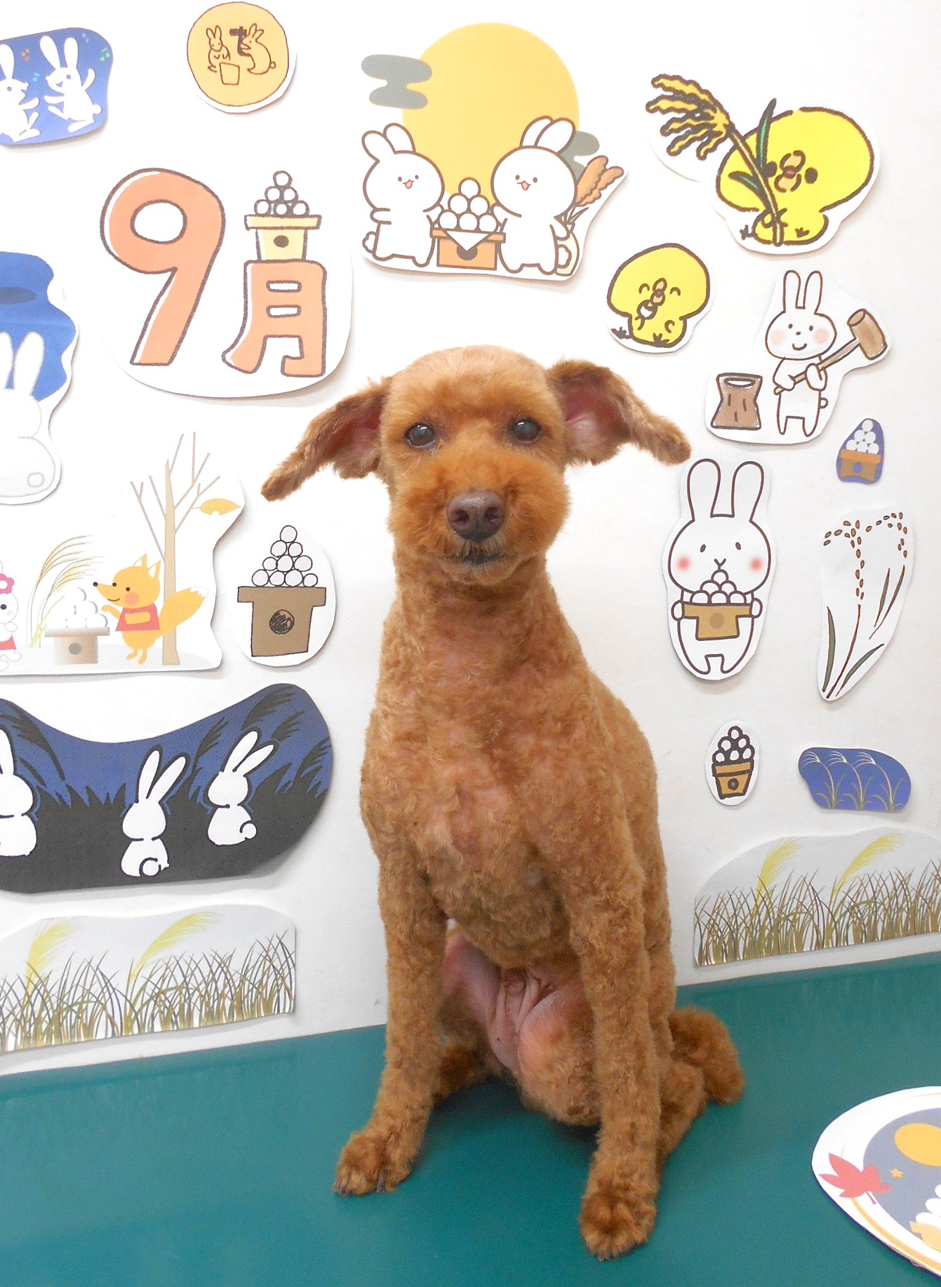 トリミングサロン シュシュどうぶつ病院のトリミングカット-8108の1枚目