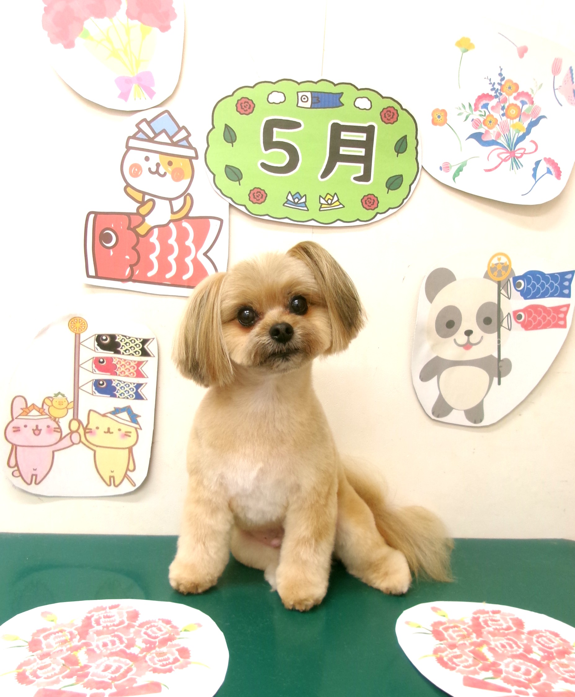 ミックス犬(その他)のトリミングカット シュシュどうぶつ病院の1枚目