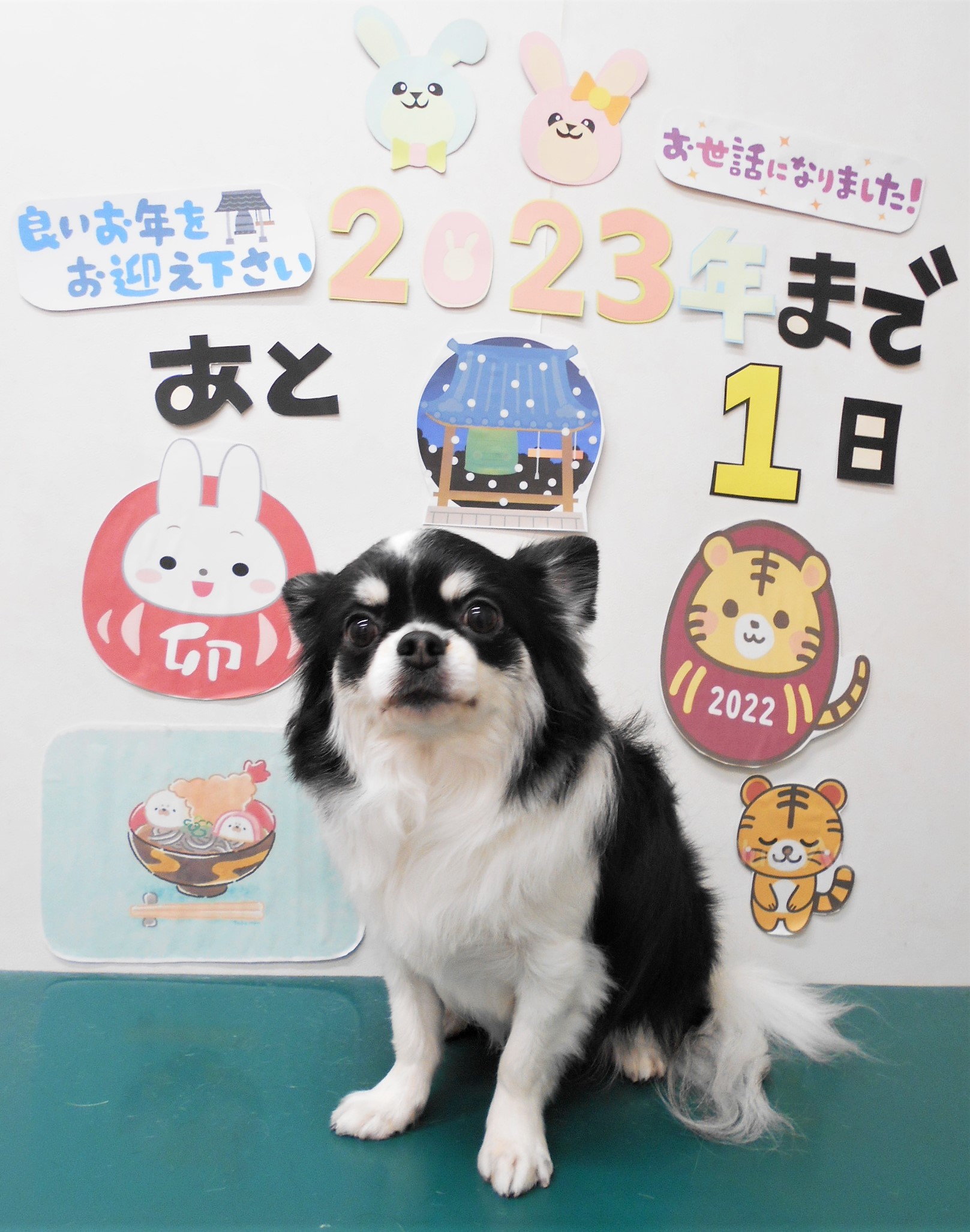 チワワのトリミングカット シュシュどうぶつ病院の1枚目