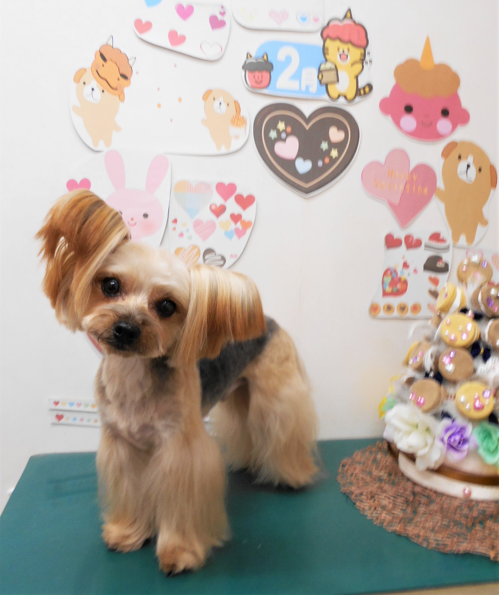 ヨークシャーテリアのトリミングカット シュシュどうぶつ病院の1枚目