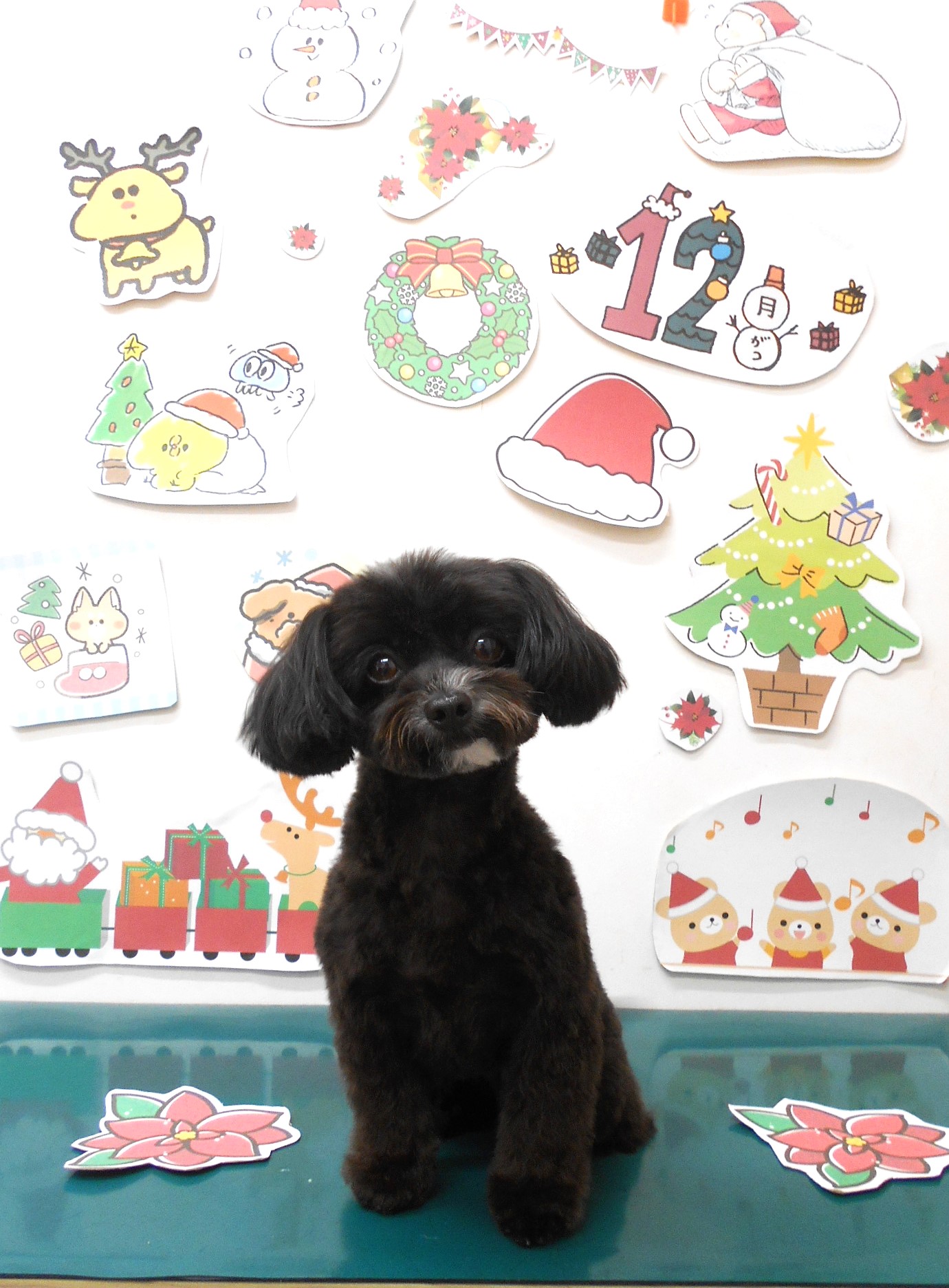 ミックス犬(その他)のトリミングカット シュシュどうぶつ病院の1枚目