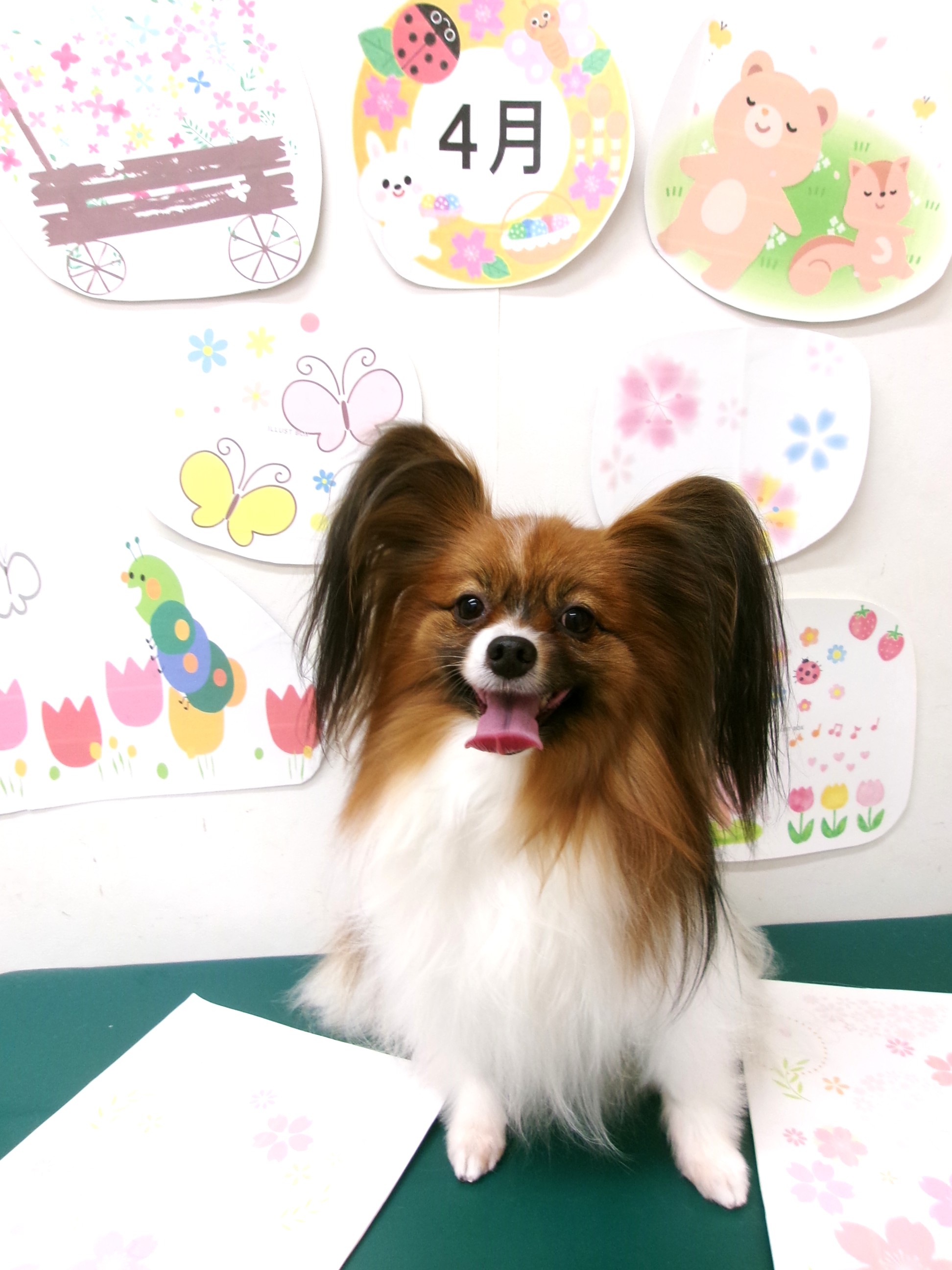 トリミングサロン シュシュどうぶつ病院のトリミングカット-9931の1枚目