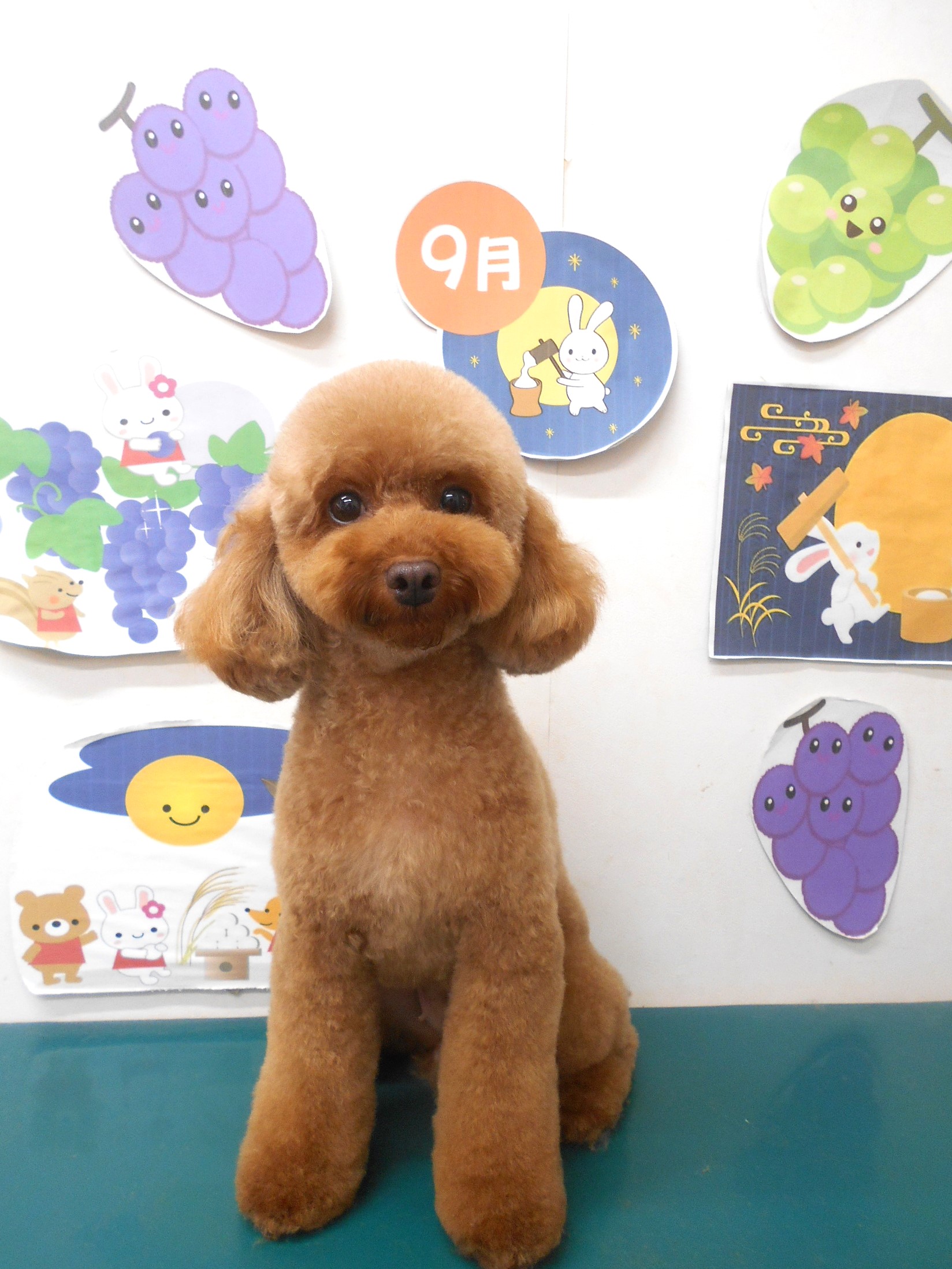 トイプードルのトリミングカット シュシュどうぶつ病院の1枚目