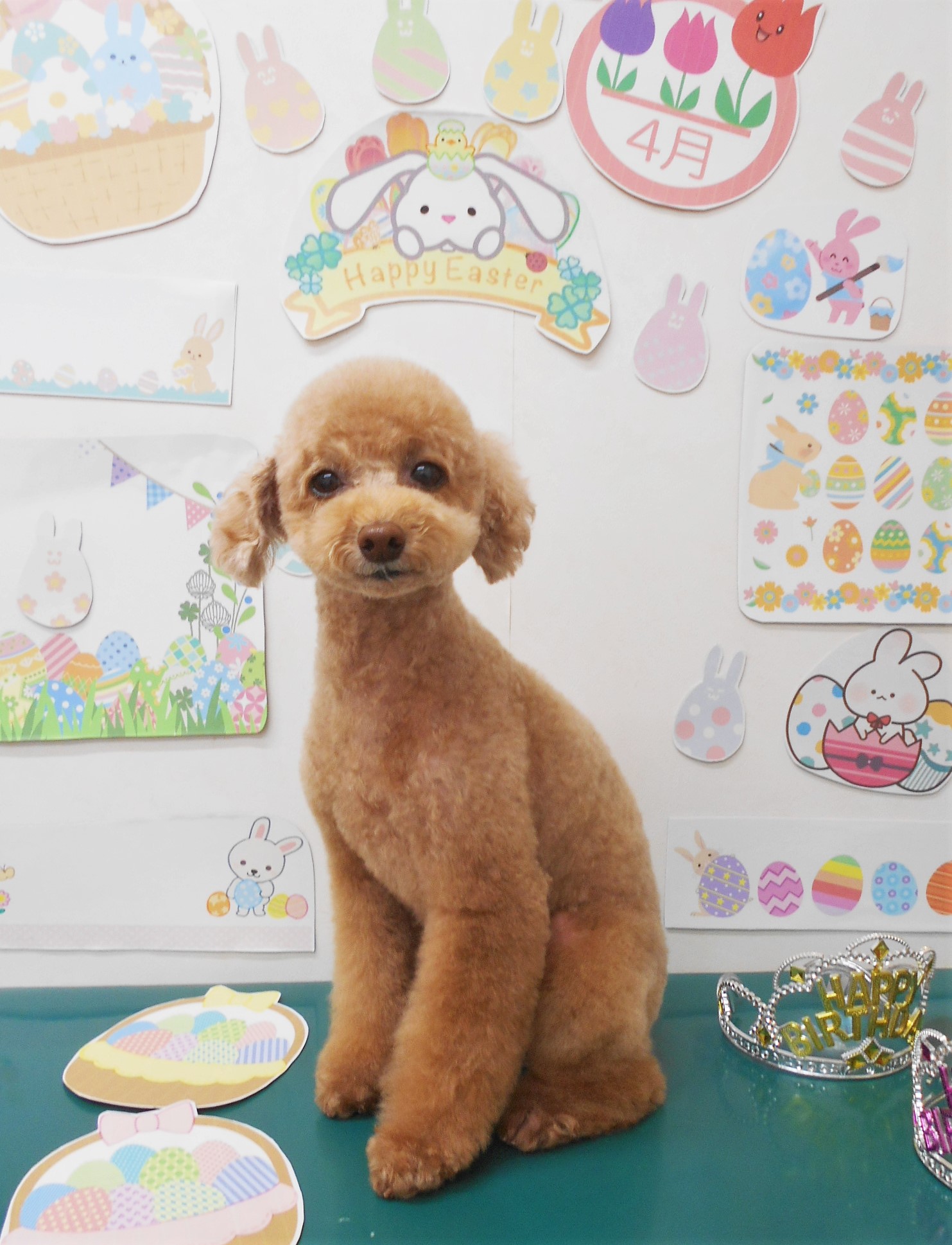 トイプードルのトリミングカット シュシュどうぶつ病院の1枚目