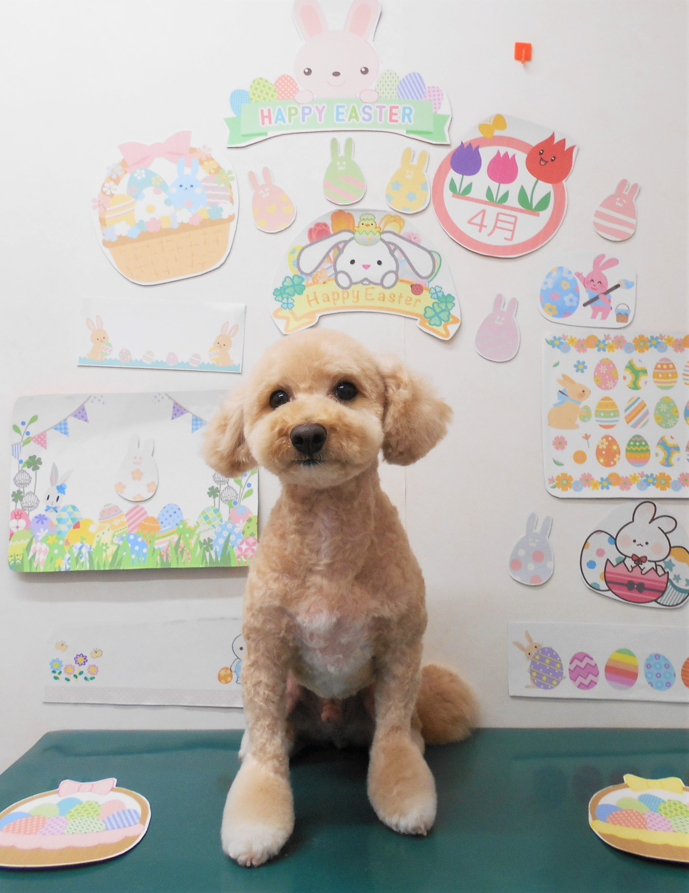 ミックス犬(その他)のトリミングカット シュシュどうぶつ病院の1枚目