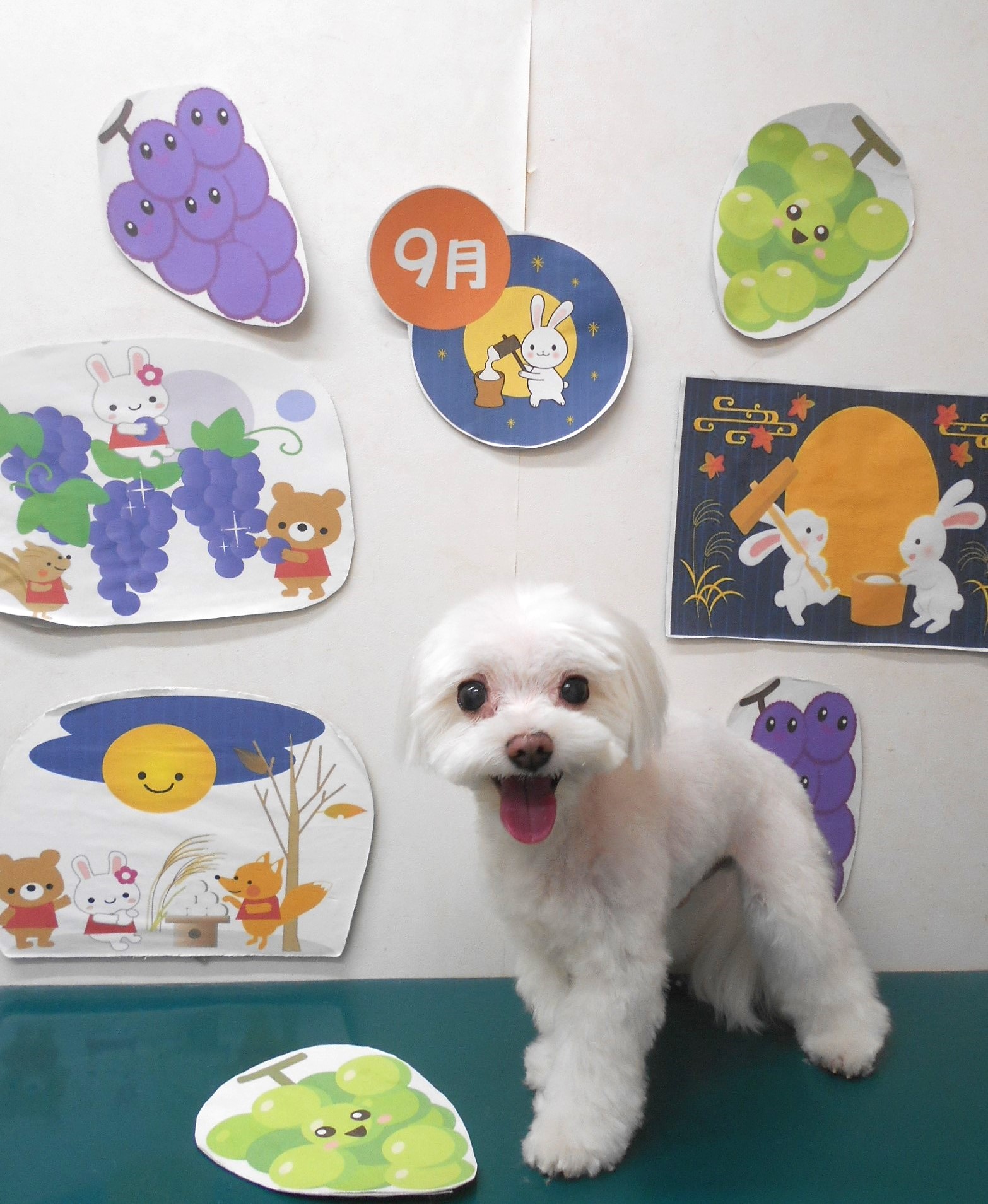 マルチーズのトリミングカット シュシュどうぶつ病院の1枚目