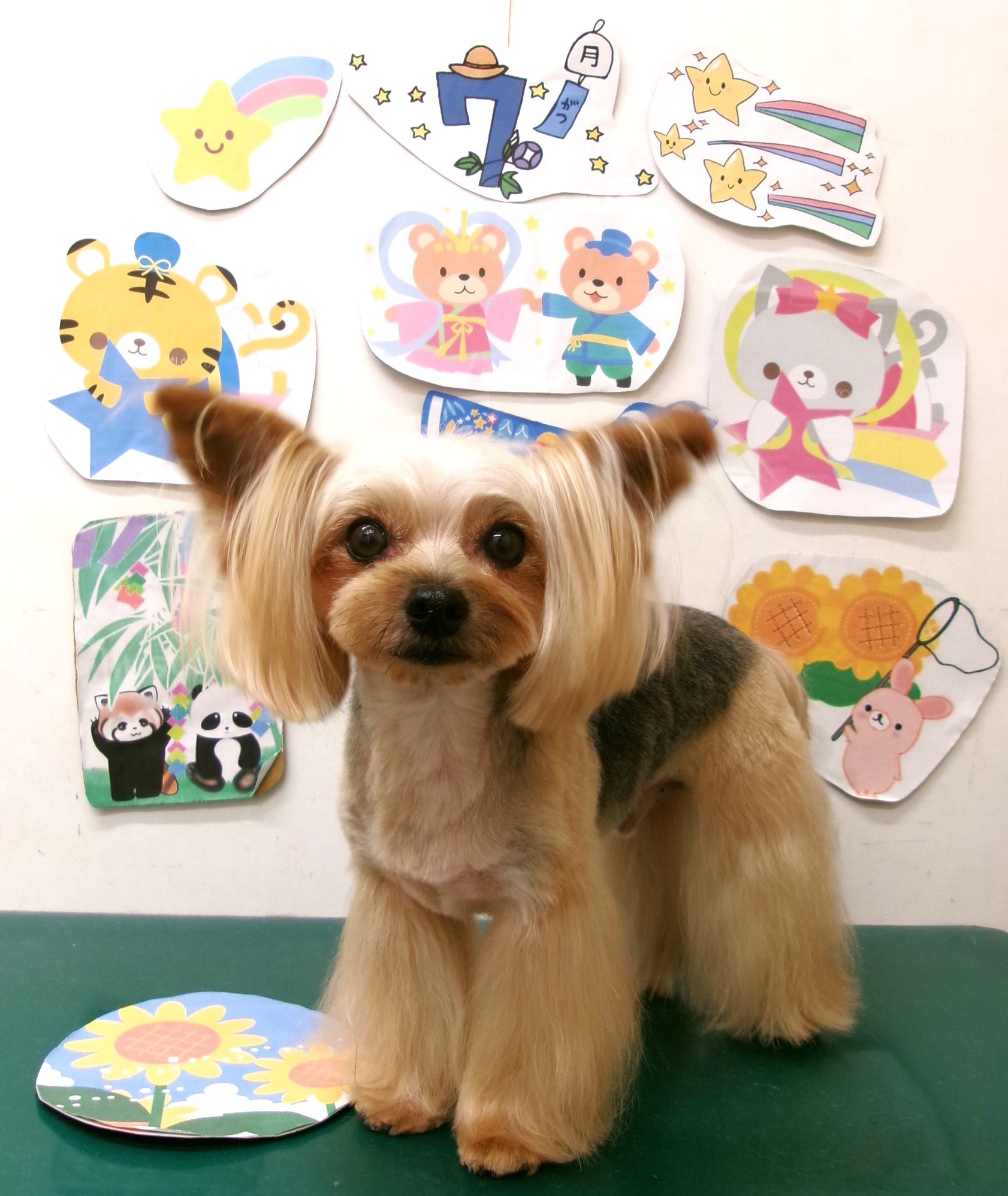 ヨークシャーテリアのトリミングカット シュシュどうぶつ病院の1枚目