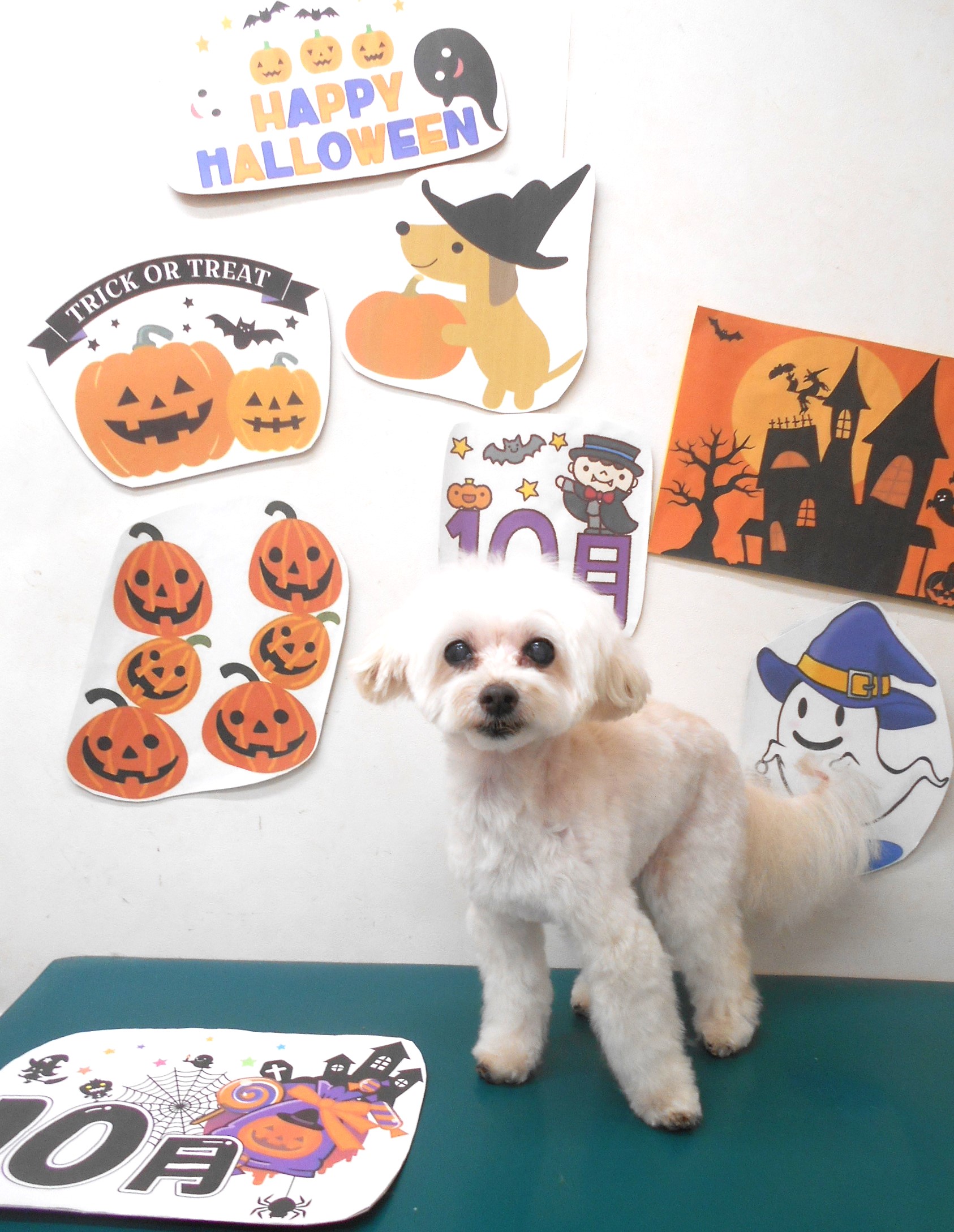 ミックス犬(その他)のトリミングカット シュシュどうぶつ病院の1枚目