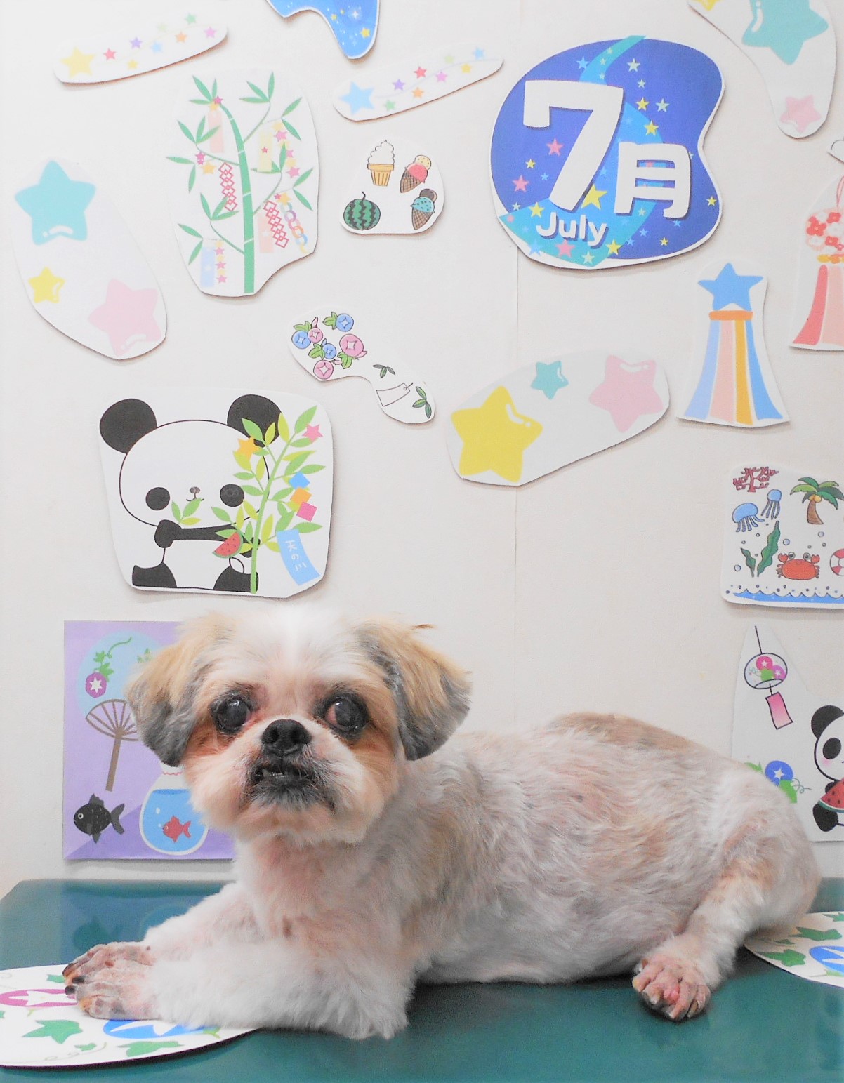 シーズーのトリミングカット シュシュどうぶつ病院の1枚目