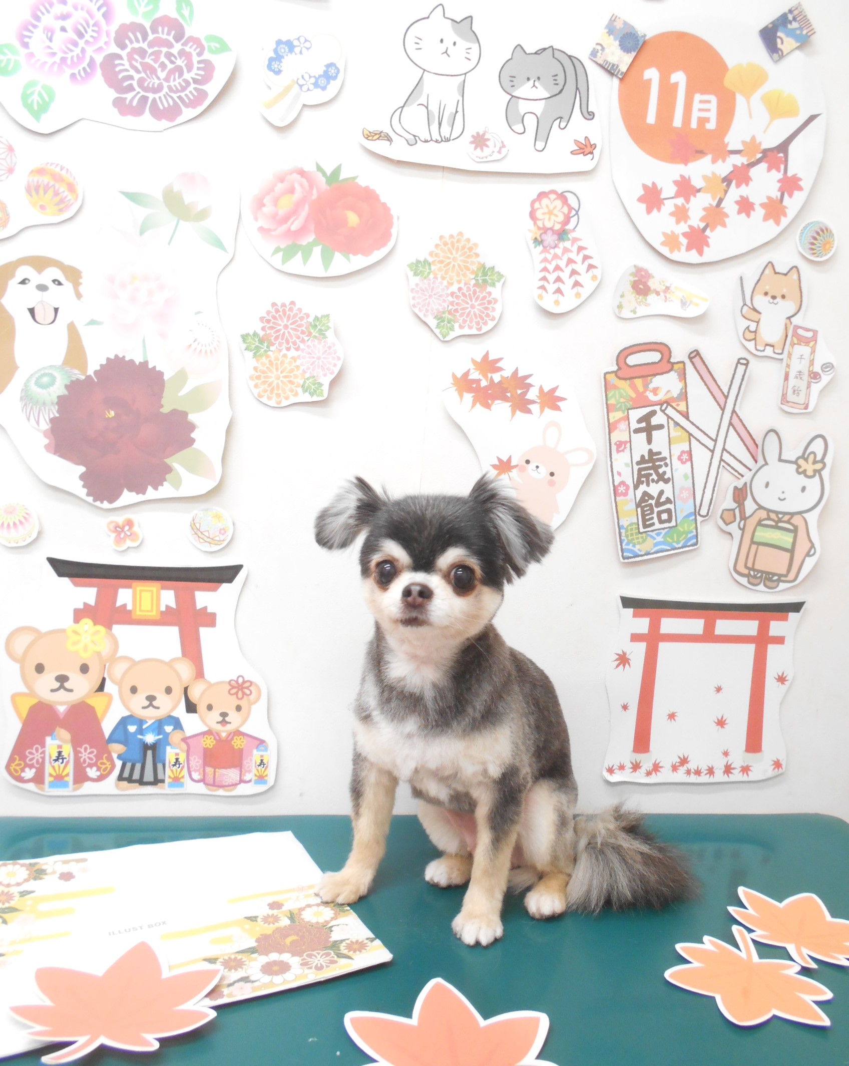 チワワのトリミングカット シュシュどうぶつ病院の1枚目