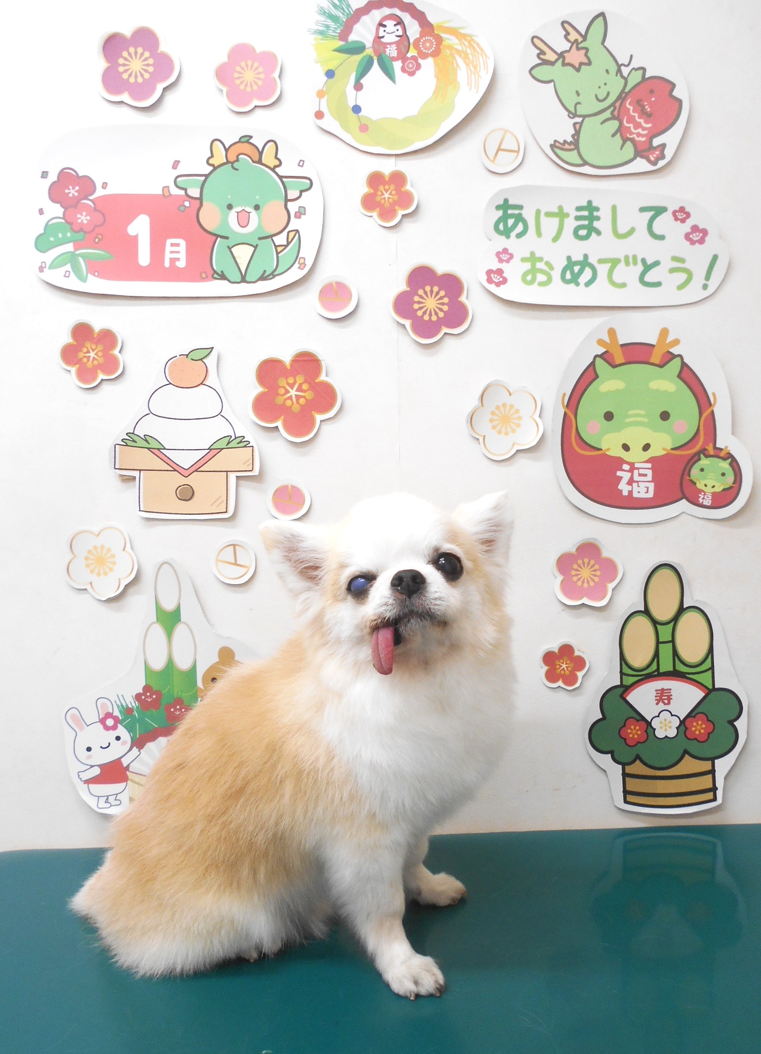 チワワのトリミングカット シュシュどうぶつ病院の1枚目