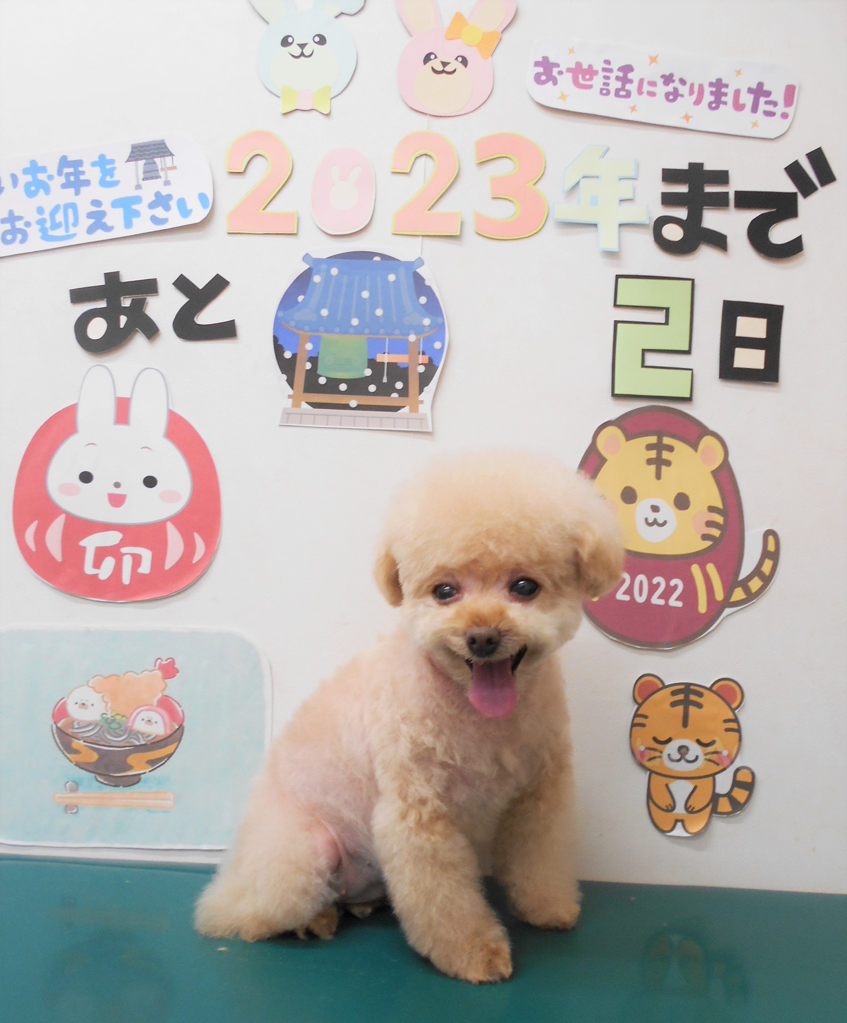 トイプードルのトリミングカット シュシュどうぶつ病院の1枚目